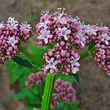 Valeriane - VALERIANA OFFICINALIS 