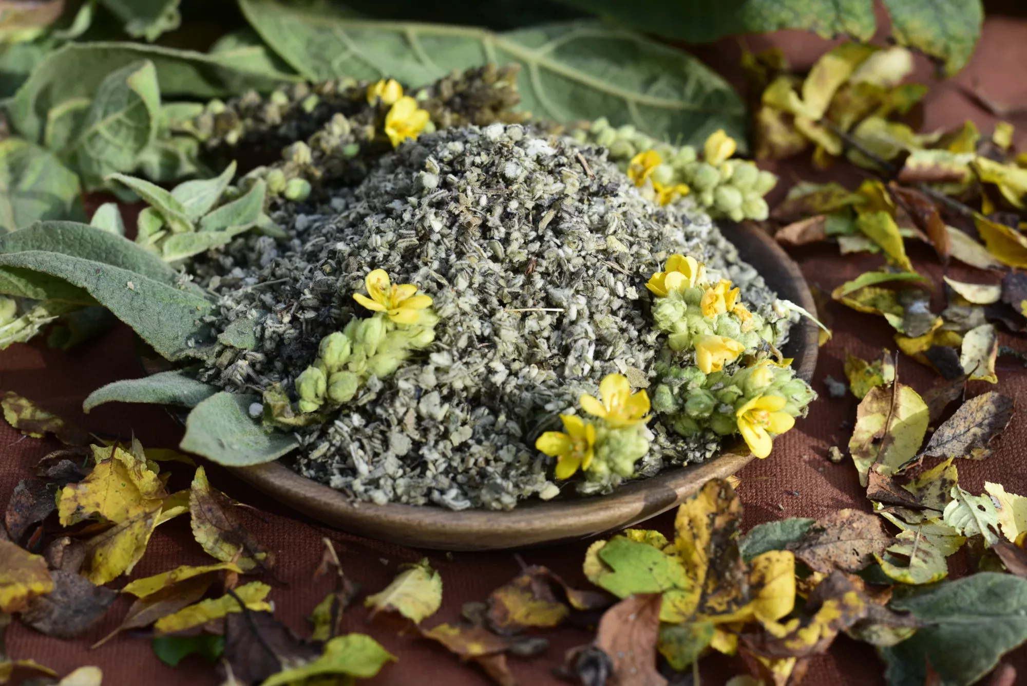 Molène - VERBASCUM THAPSUS 