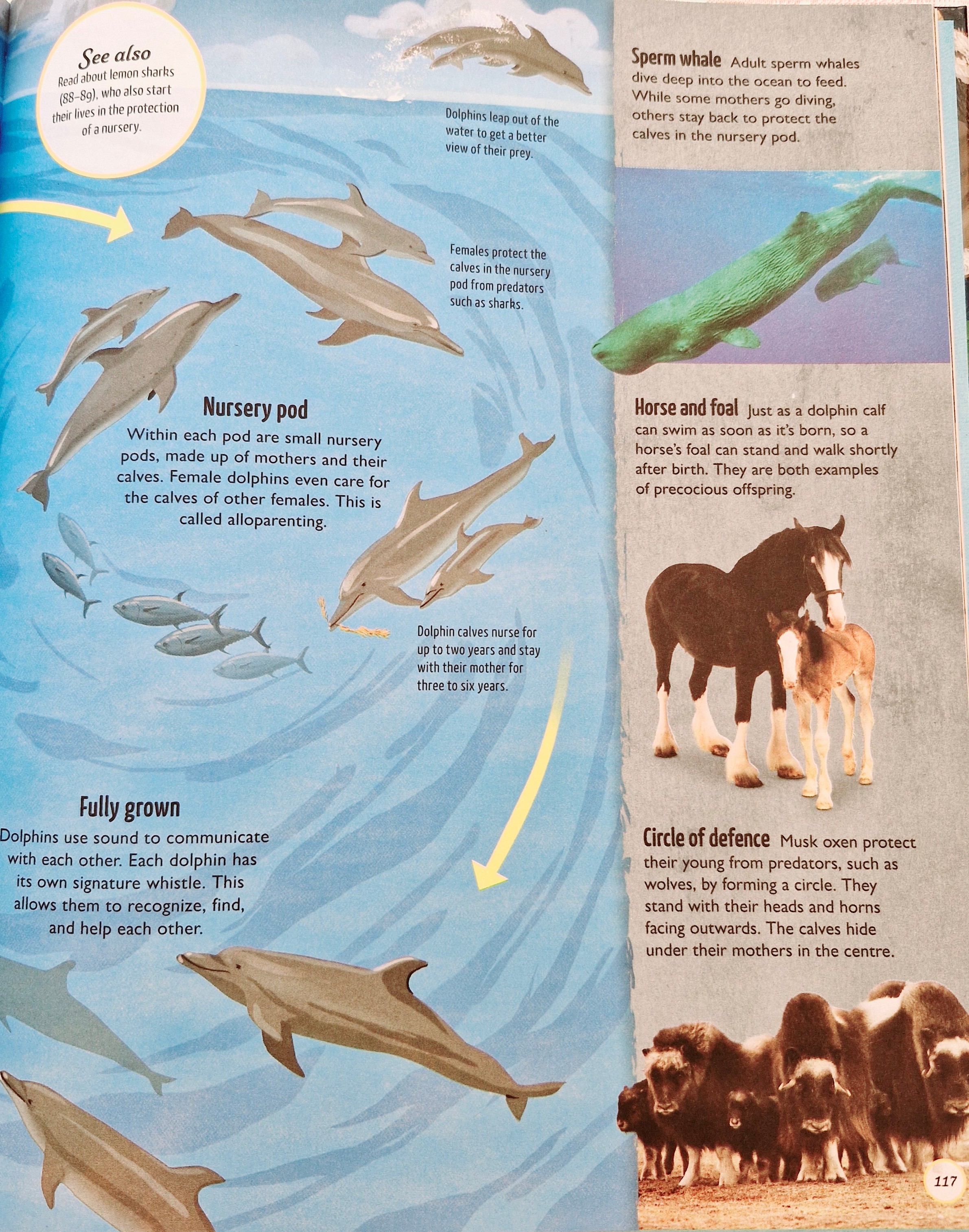 Life Cycles