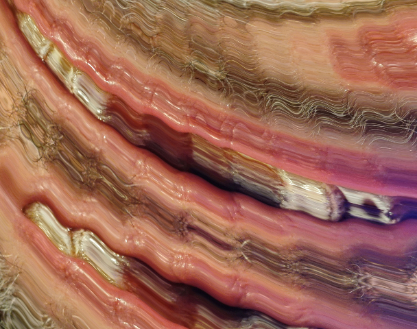 Fornicant 221 : When I was The Worm