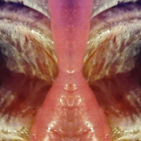 'FORNICANTS 2' fornicant 208 spread wings Abstract Fine Art Print