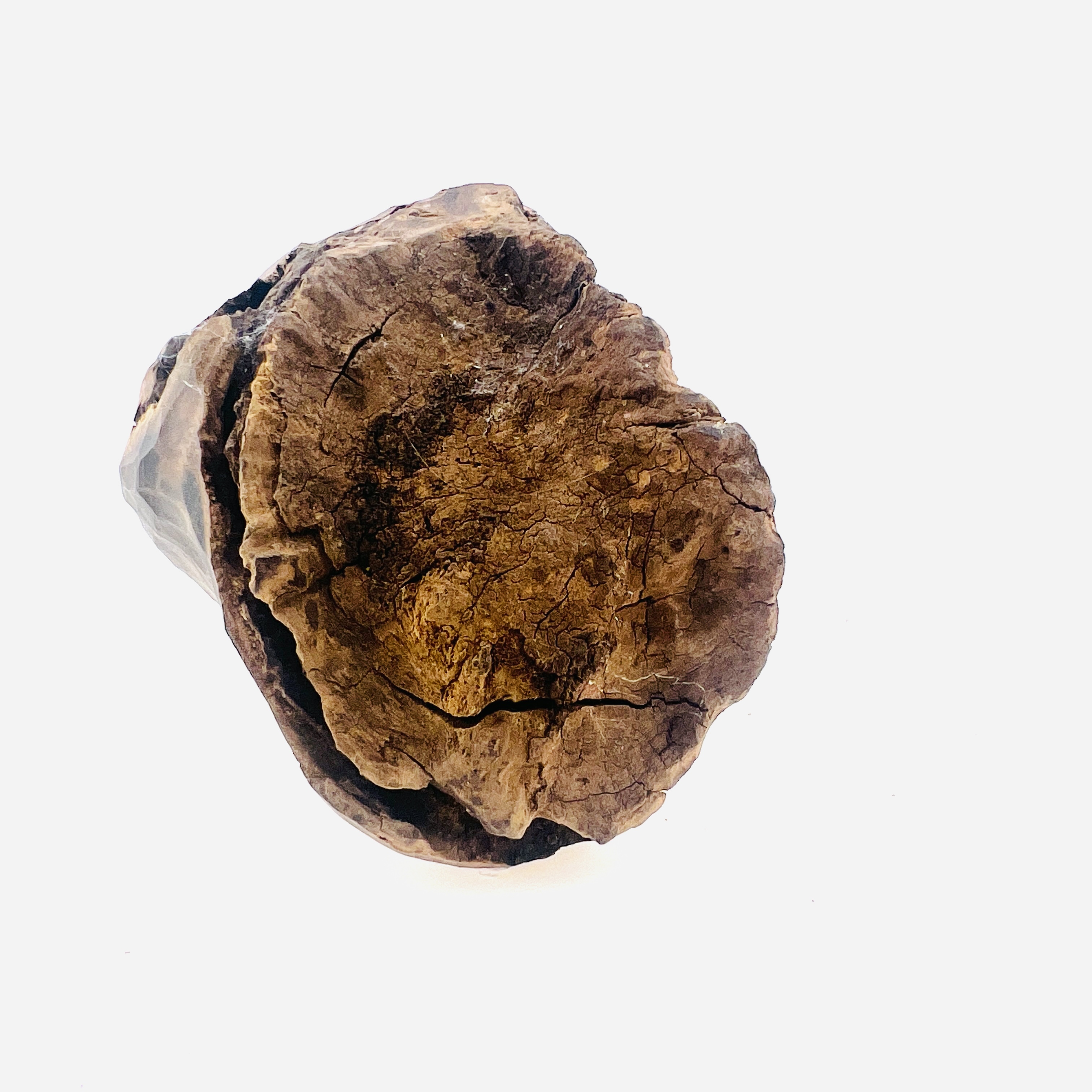 Precious Agarwood display block 