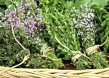 Sarriette Bio de Provence