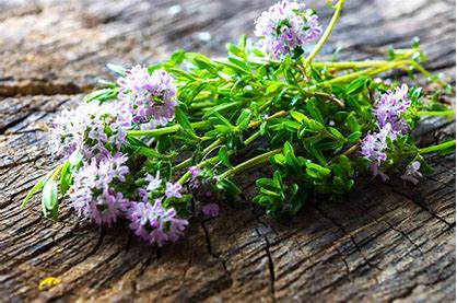 Sarriette Bio de Provence
