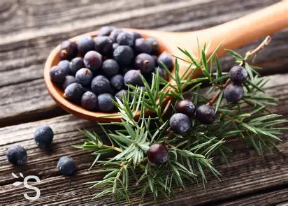 Baies de Genièvre Bio