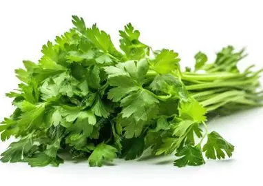 Coriandre Séchée
