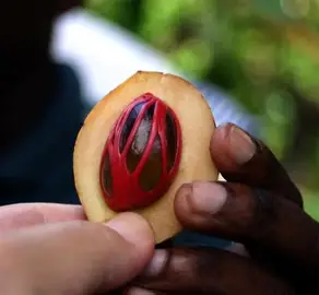 Macis Bio entier ou morceaux