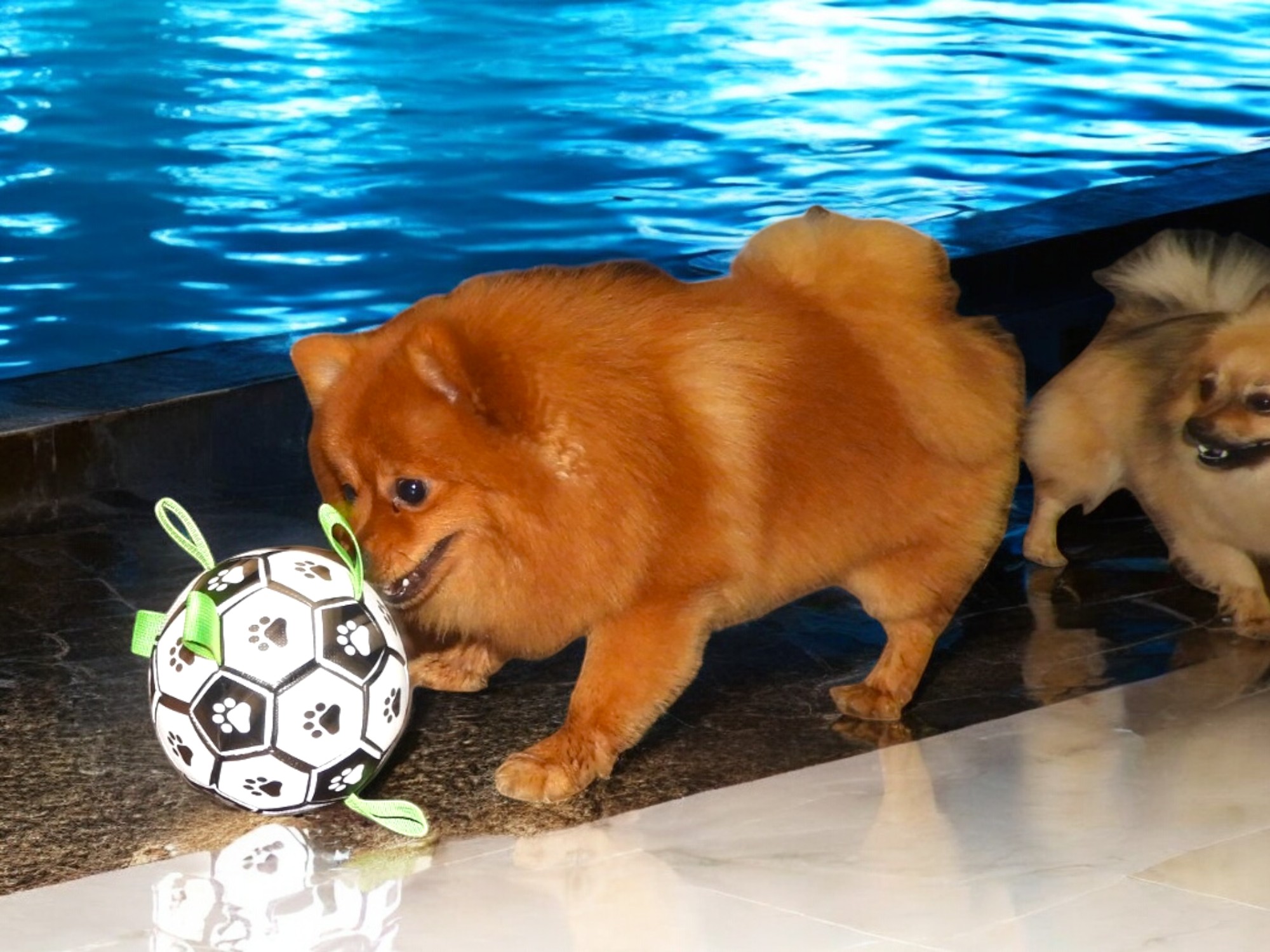 PawKick Dog Soccer Ball – The Ultimate Playtime Toy!