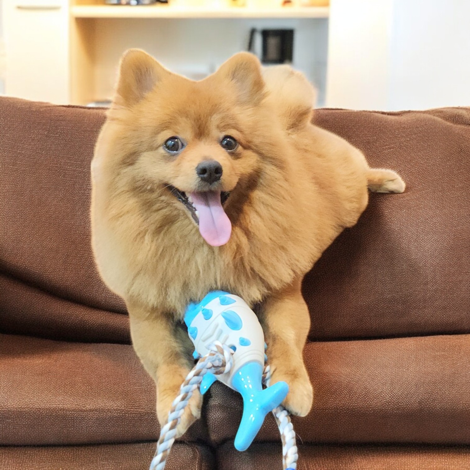 Shark Bite Chew Toy – Durable & Interactive Dog Toy