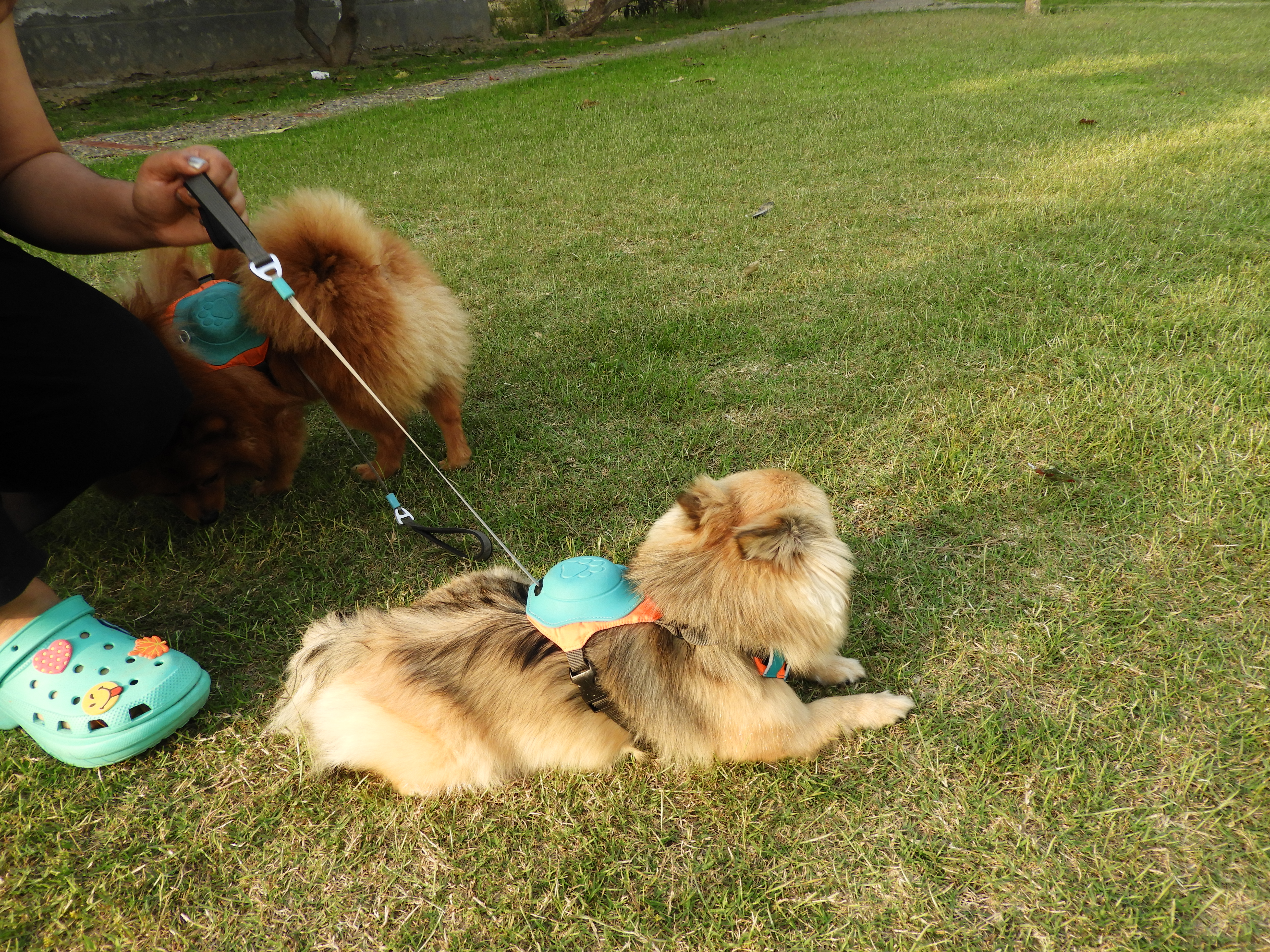 All-in-One Retractable Dog Harness & Leash Set