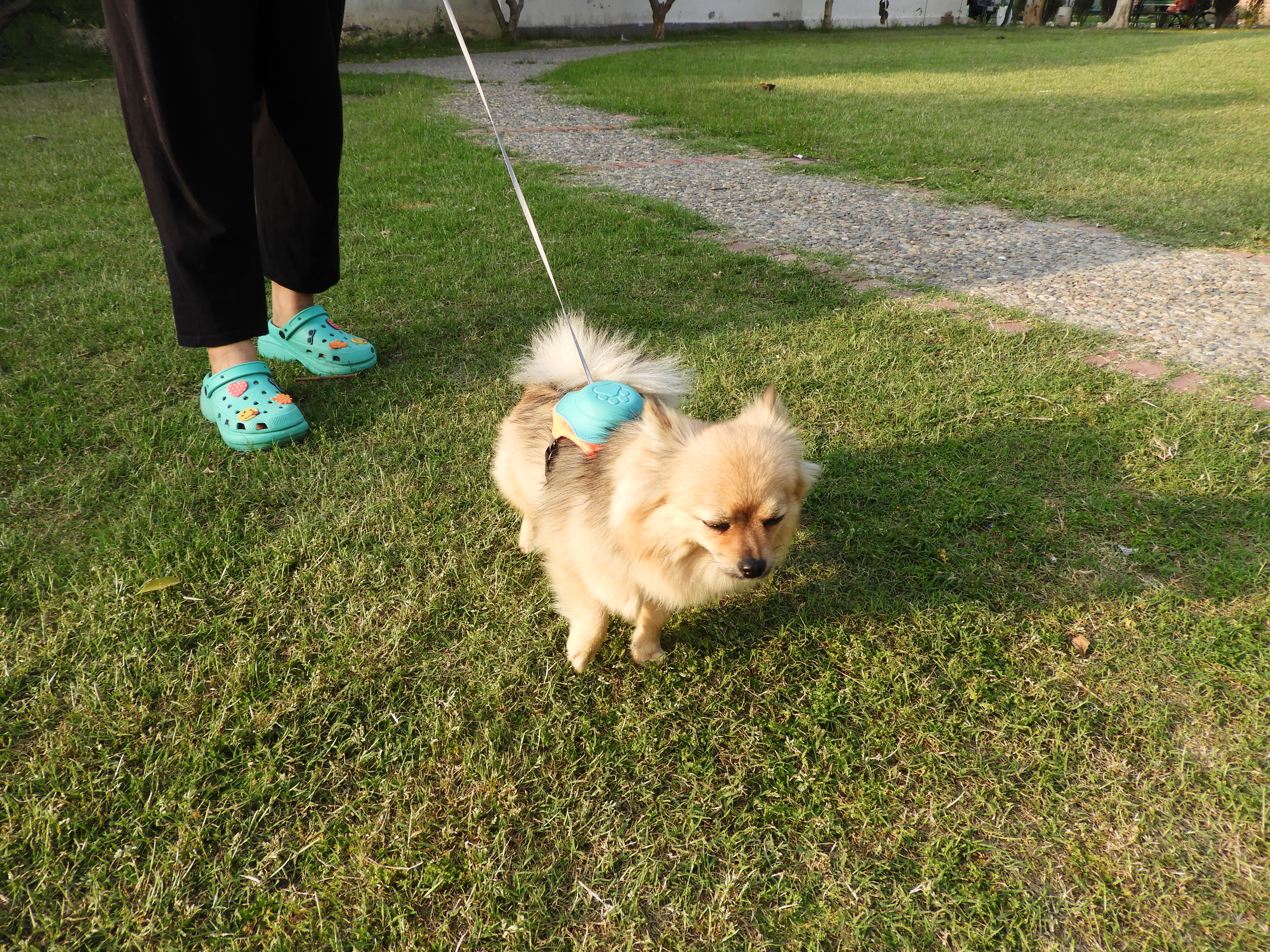 All-in-One Retractable Dog Harness & Leash Set