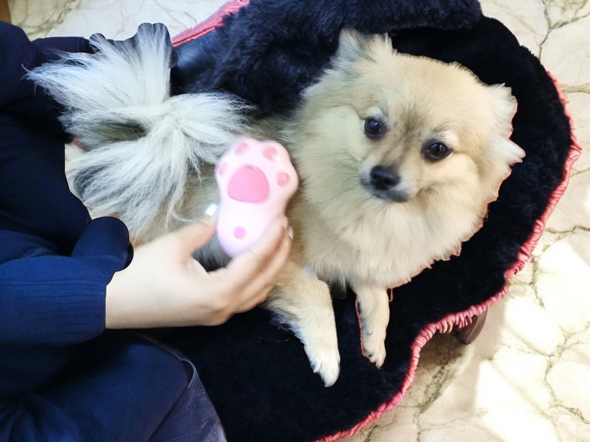 3-in-1 Pet Steam Massage & Grooming Brush