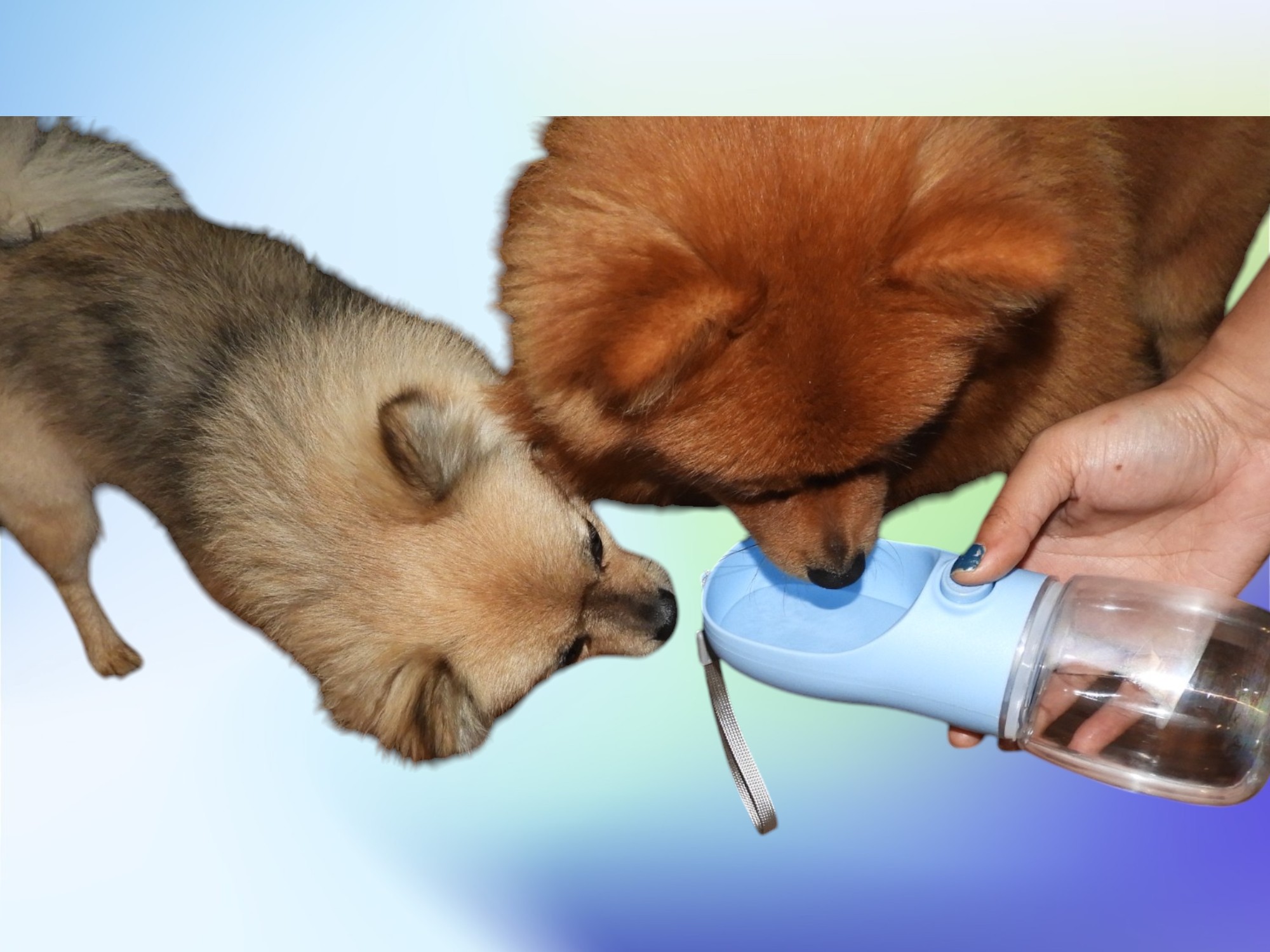 Portable Pet Water Bottle – Leak-Proof Travel Hydration for Dogs & Cats