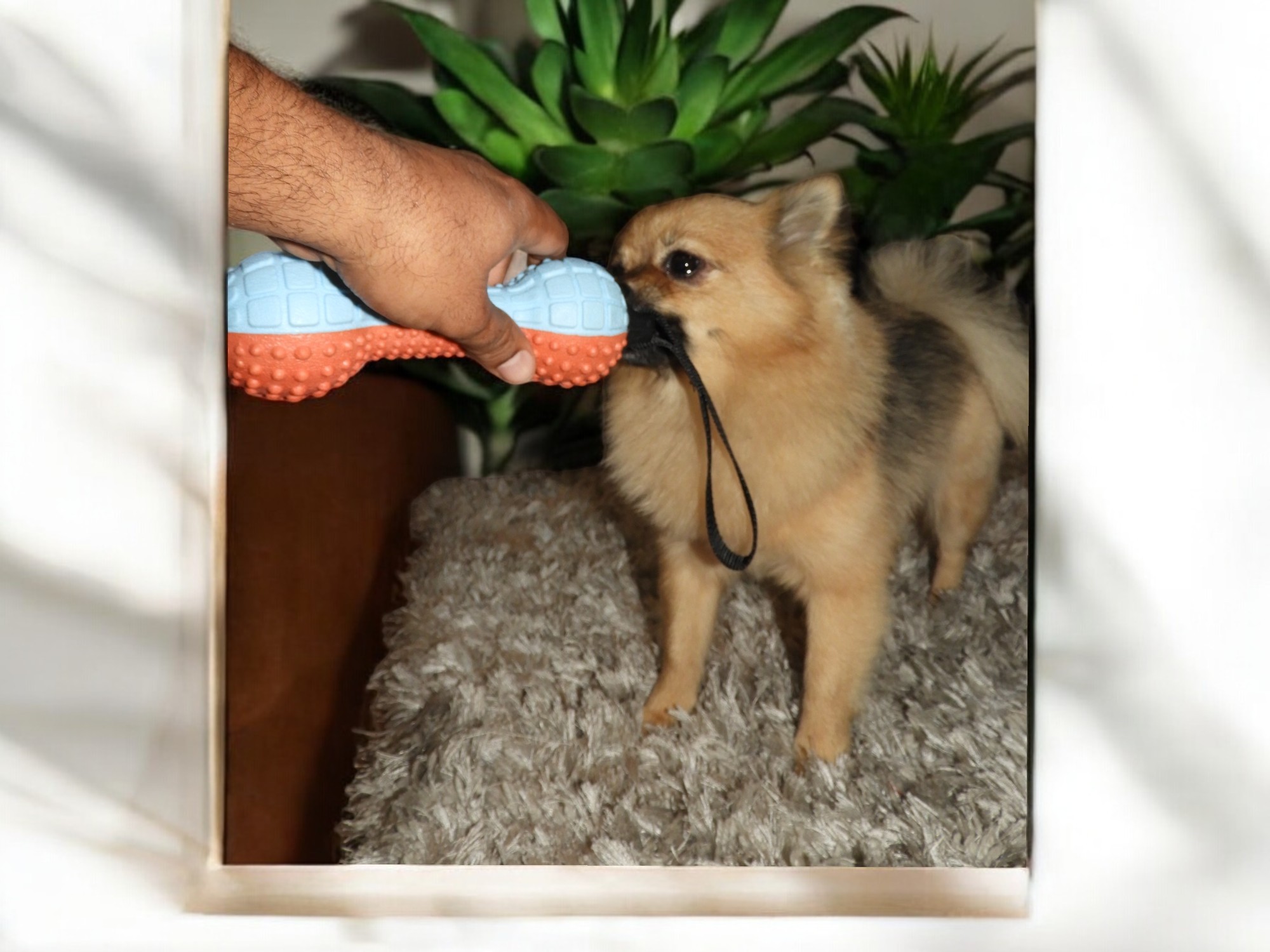 TugTuff DuoBone – 2-Tone Textured Dumbbell Toy for Dogs