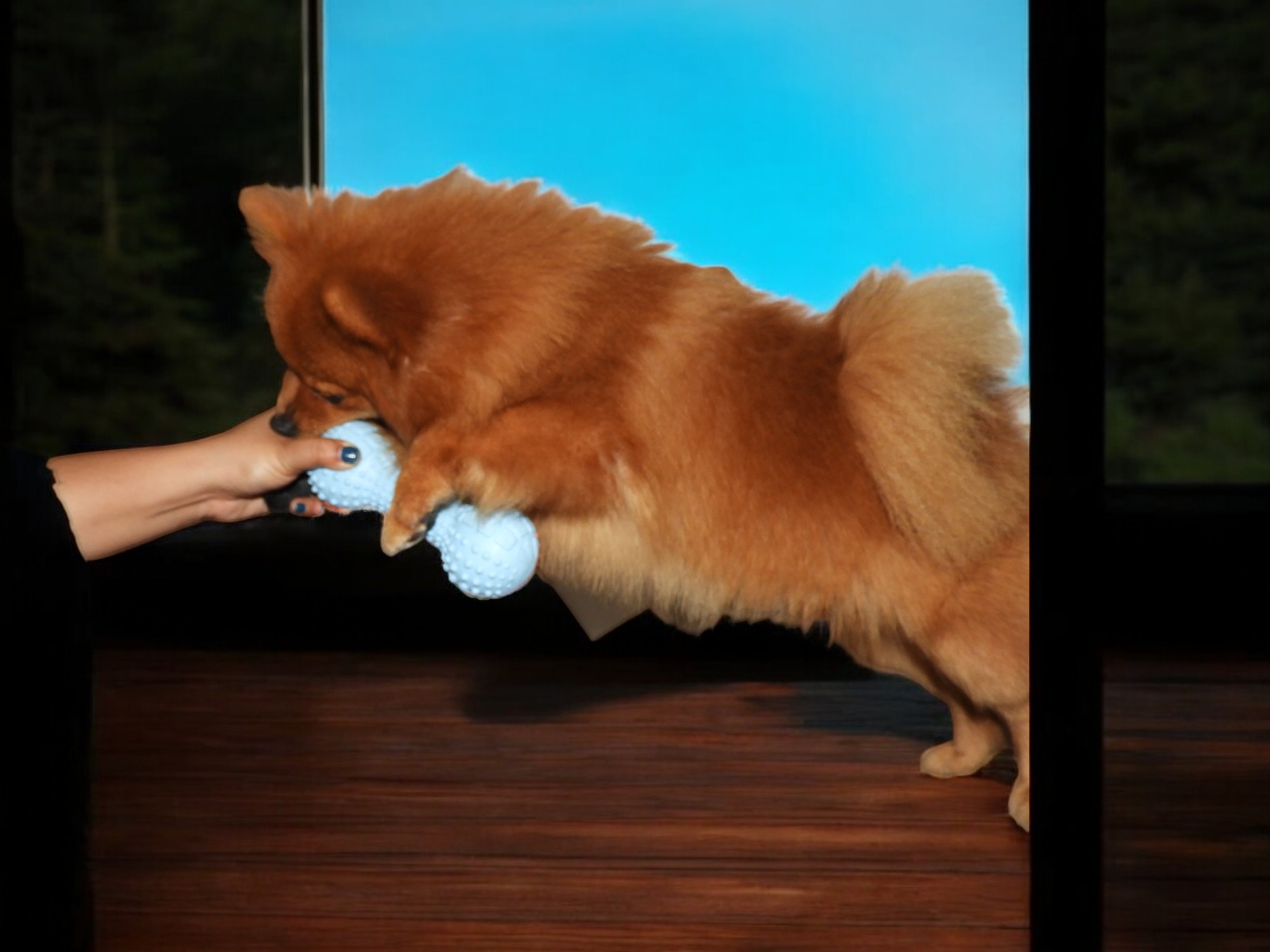 TugTuff DuoBone – 2-Tone Textured Dumbbell Toy for Dogs