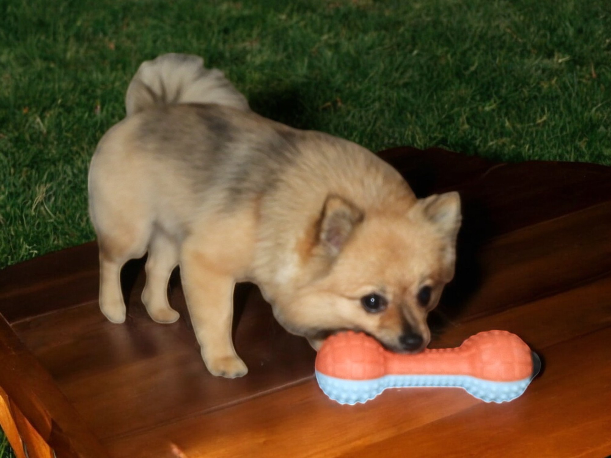 TugTuff DuoBone – 2-Tone Textured Dumbbell Toy for Dogs