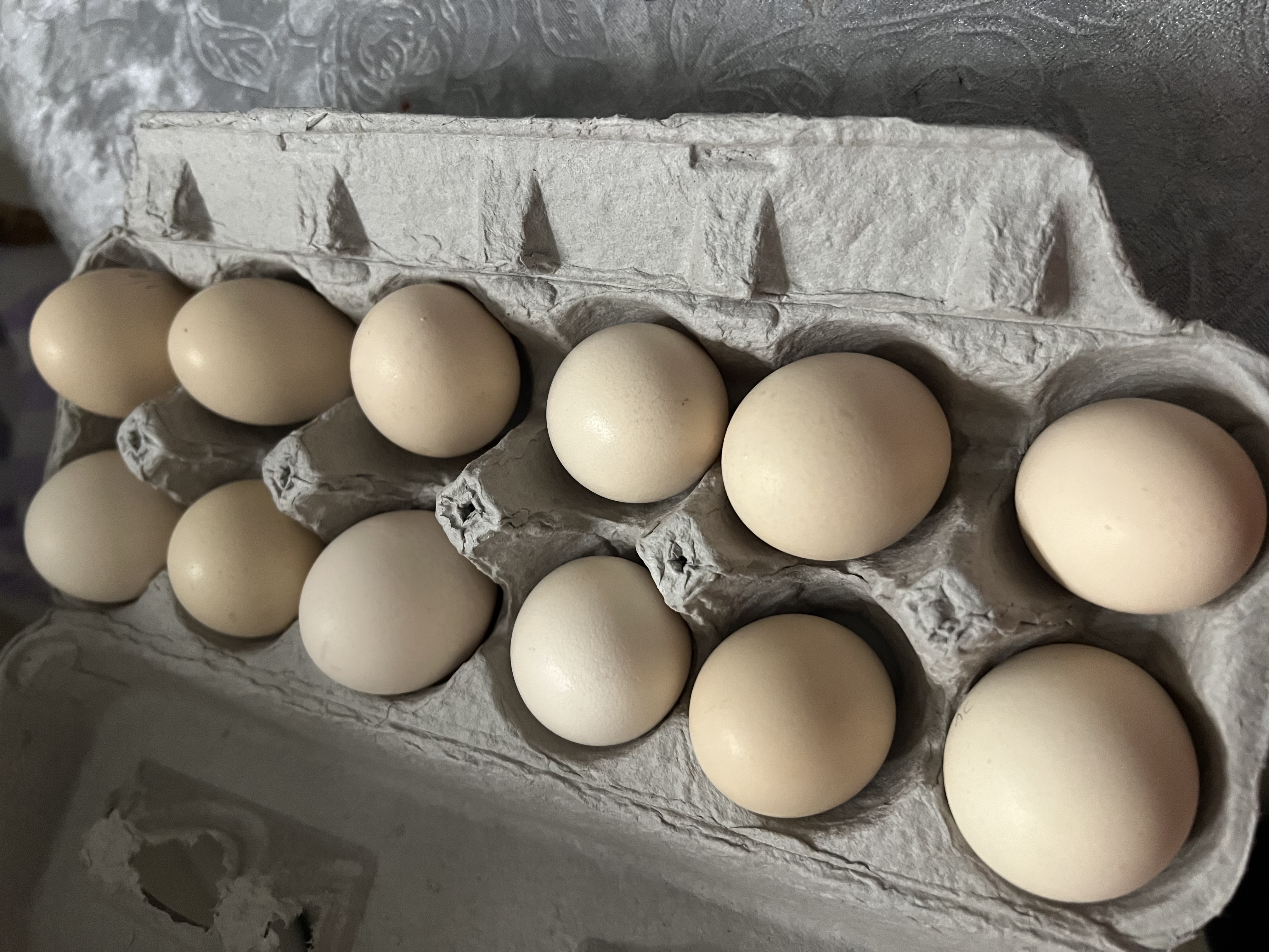 Ayam Cemani Hatching Eggs