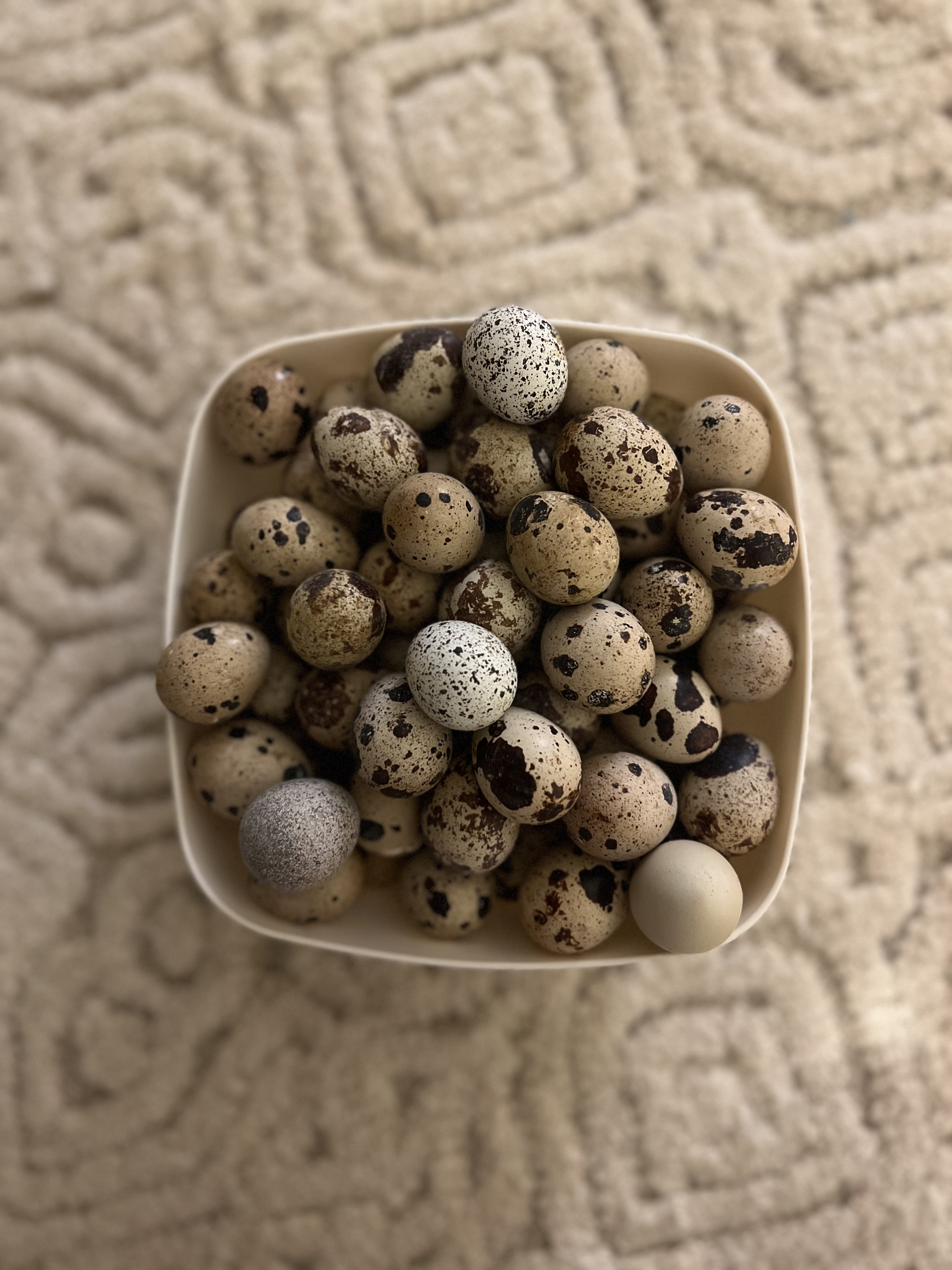 Coturnix Quail Hatching Eggs