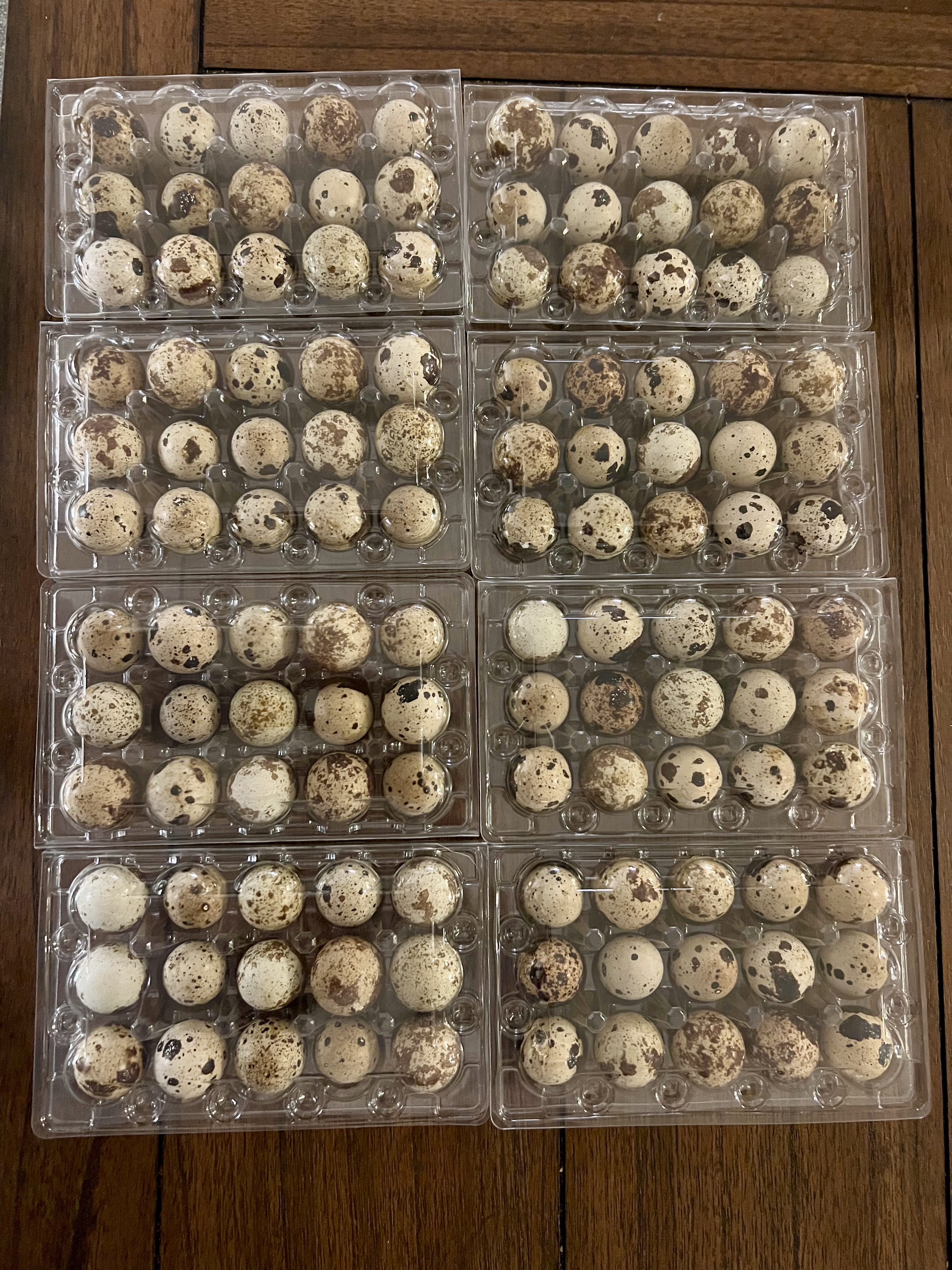 Coturnix Quail Hatching Eggs