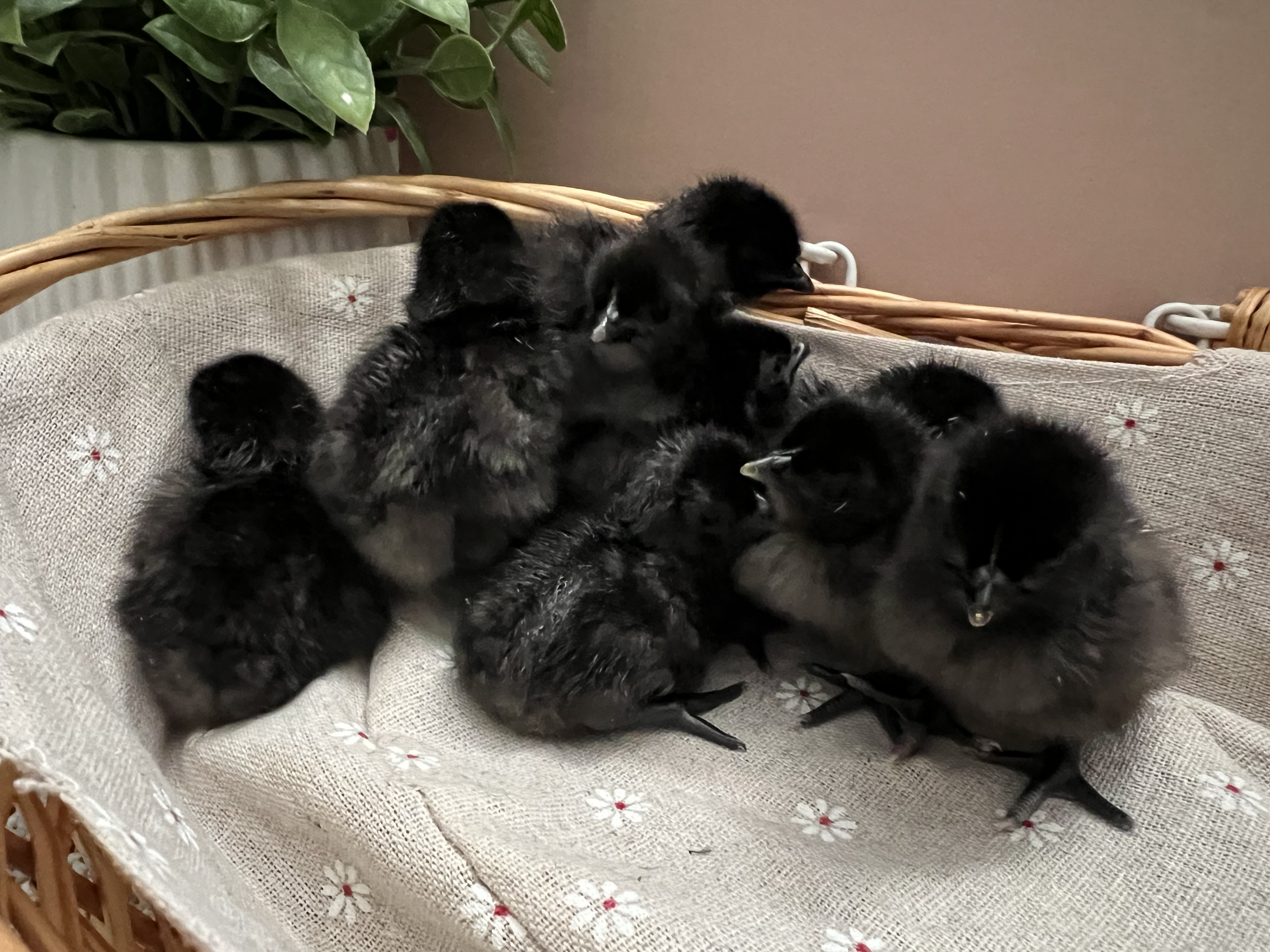 Ayam Cemani Chicks