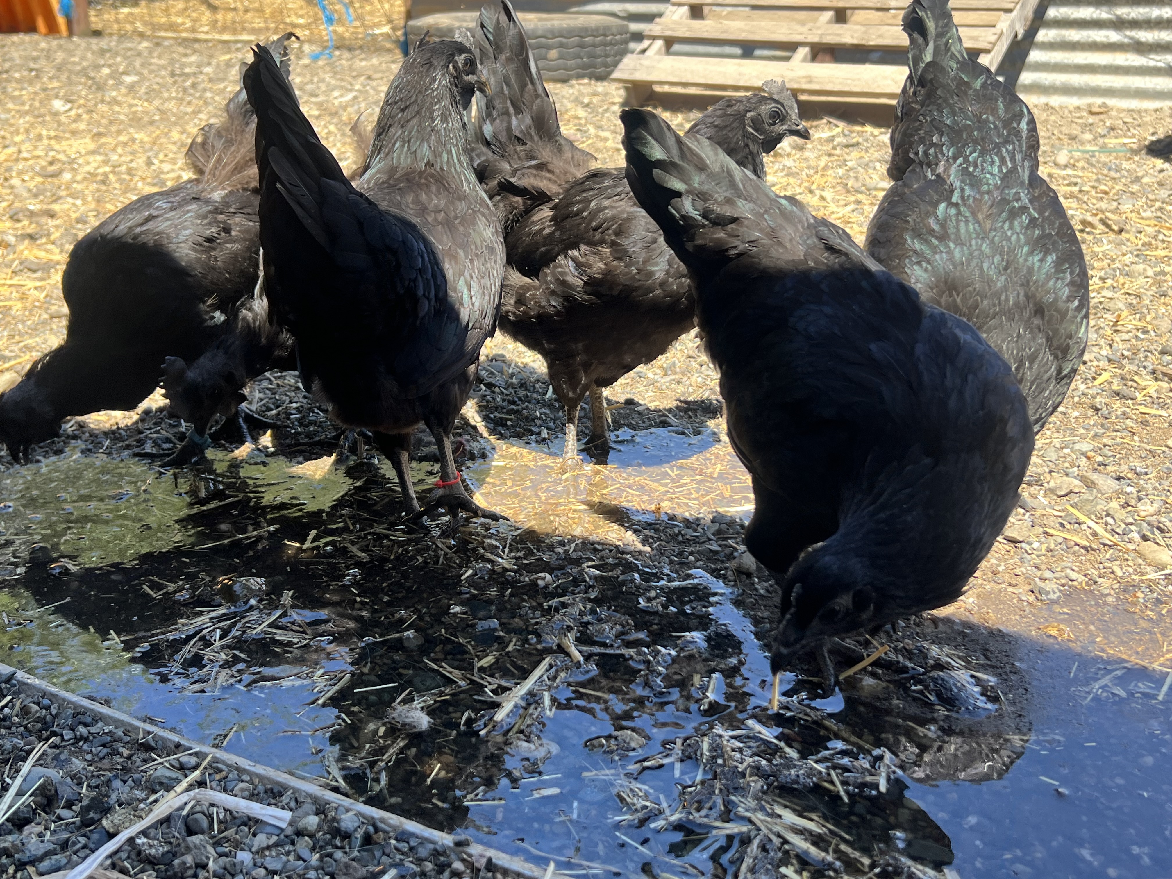 Ayam Cemani Chicks