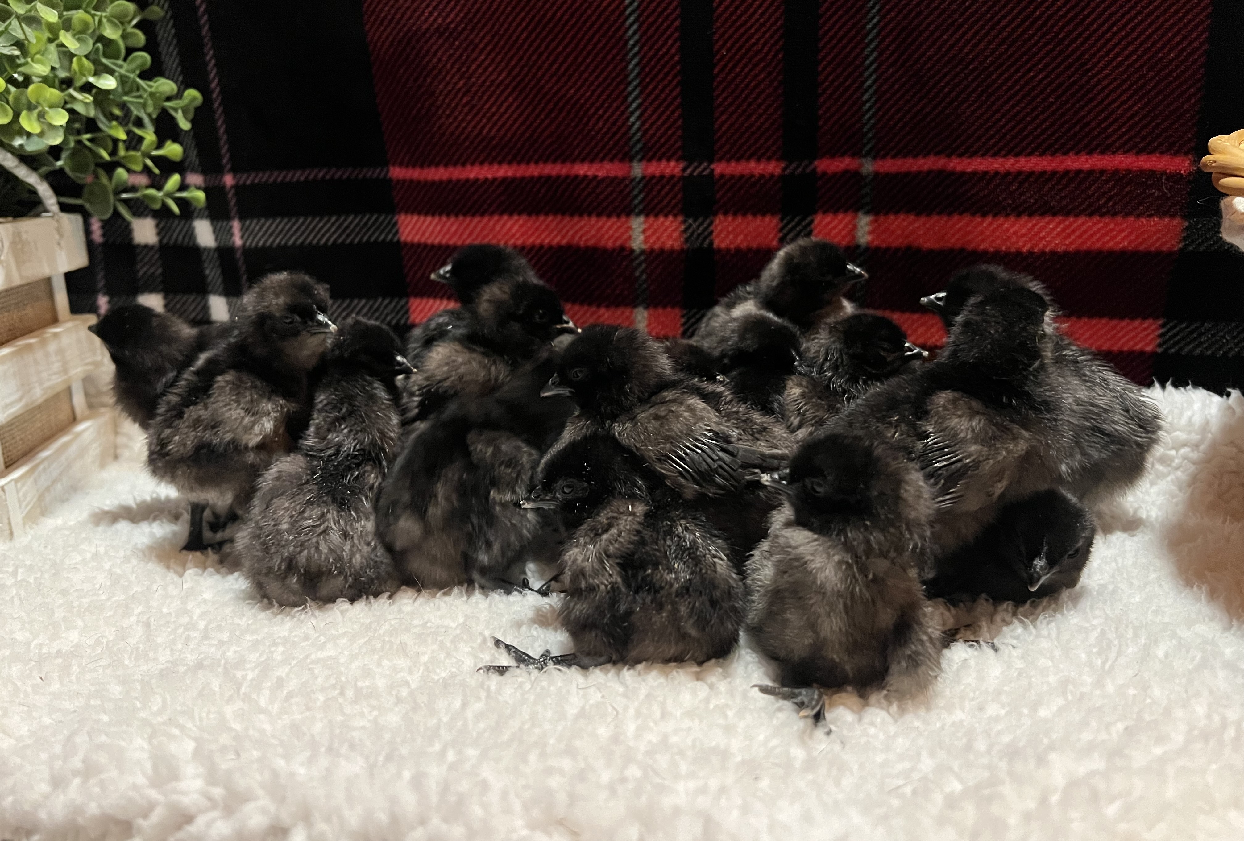 Ayam Cemani Chicks