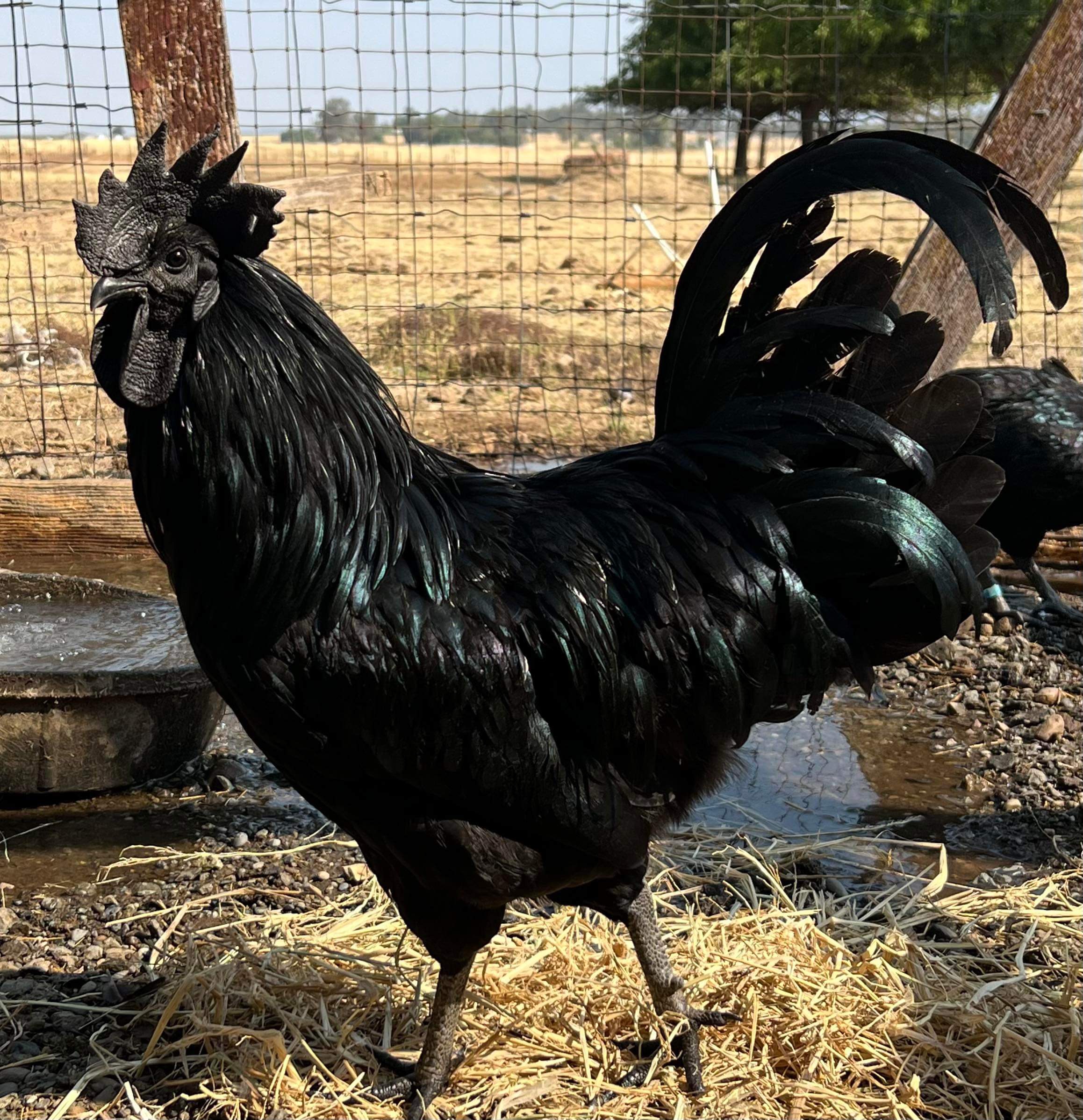Ayam Cemani Chicks