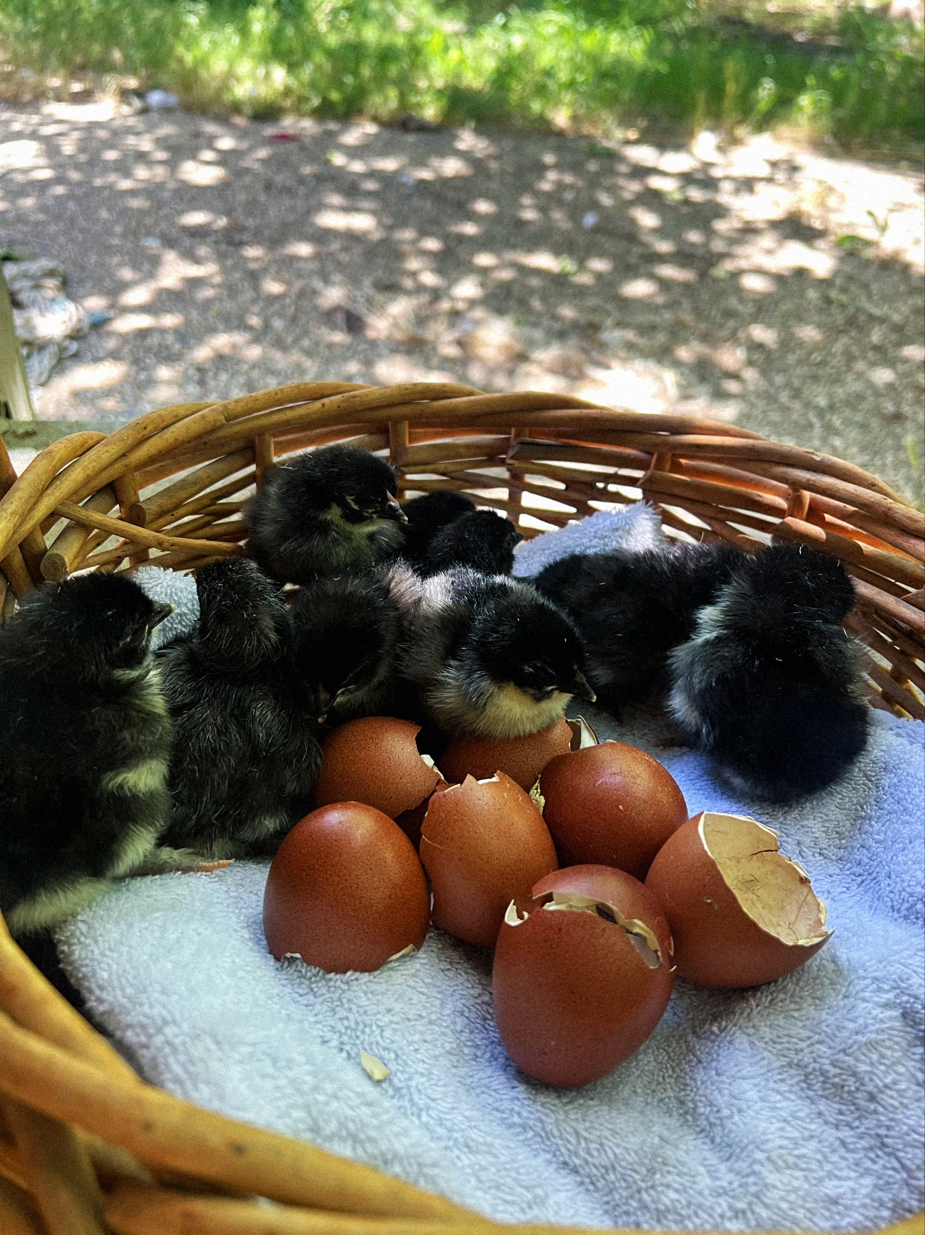 Black Copper Maran Chicks