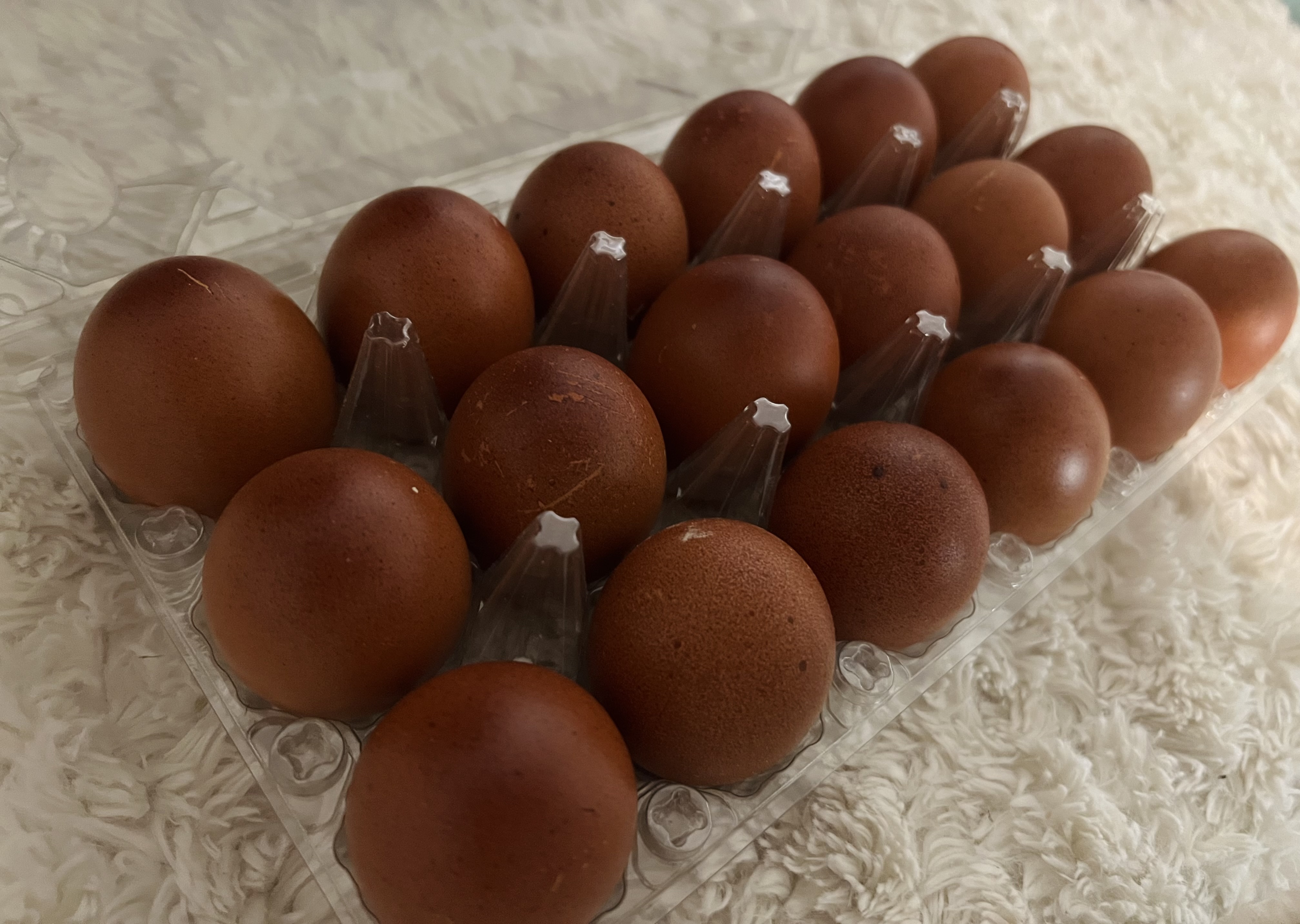 Black Copper Maran Chicks