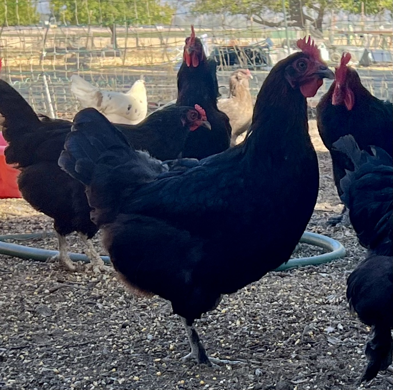 Black Copper Maran Chicks