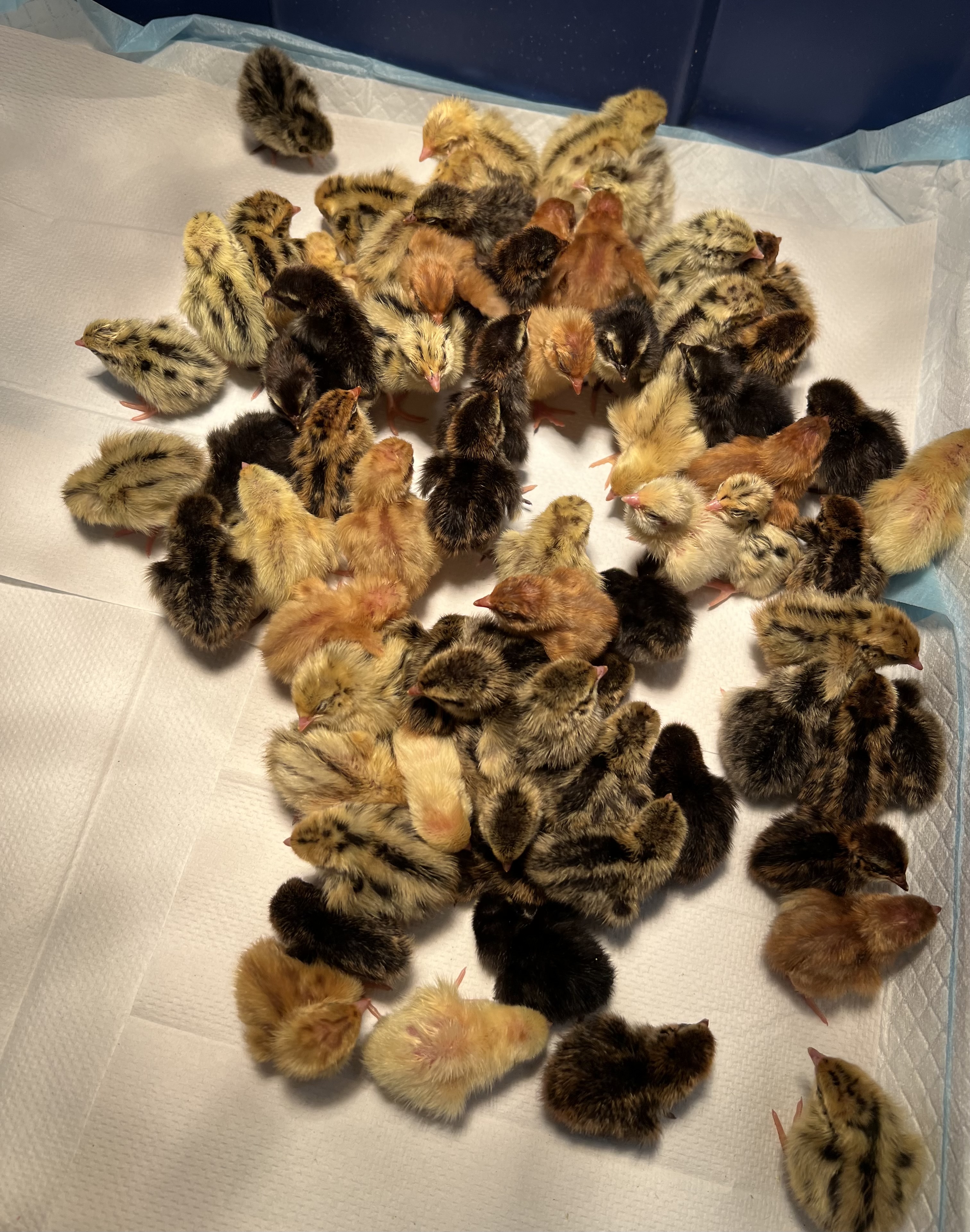 Coturnix Quail Hatching Eggs