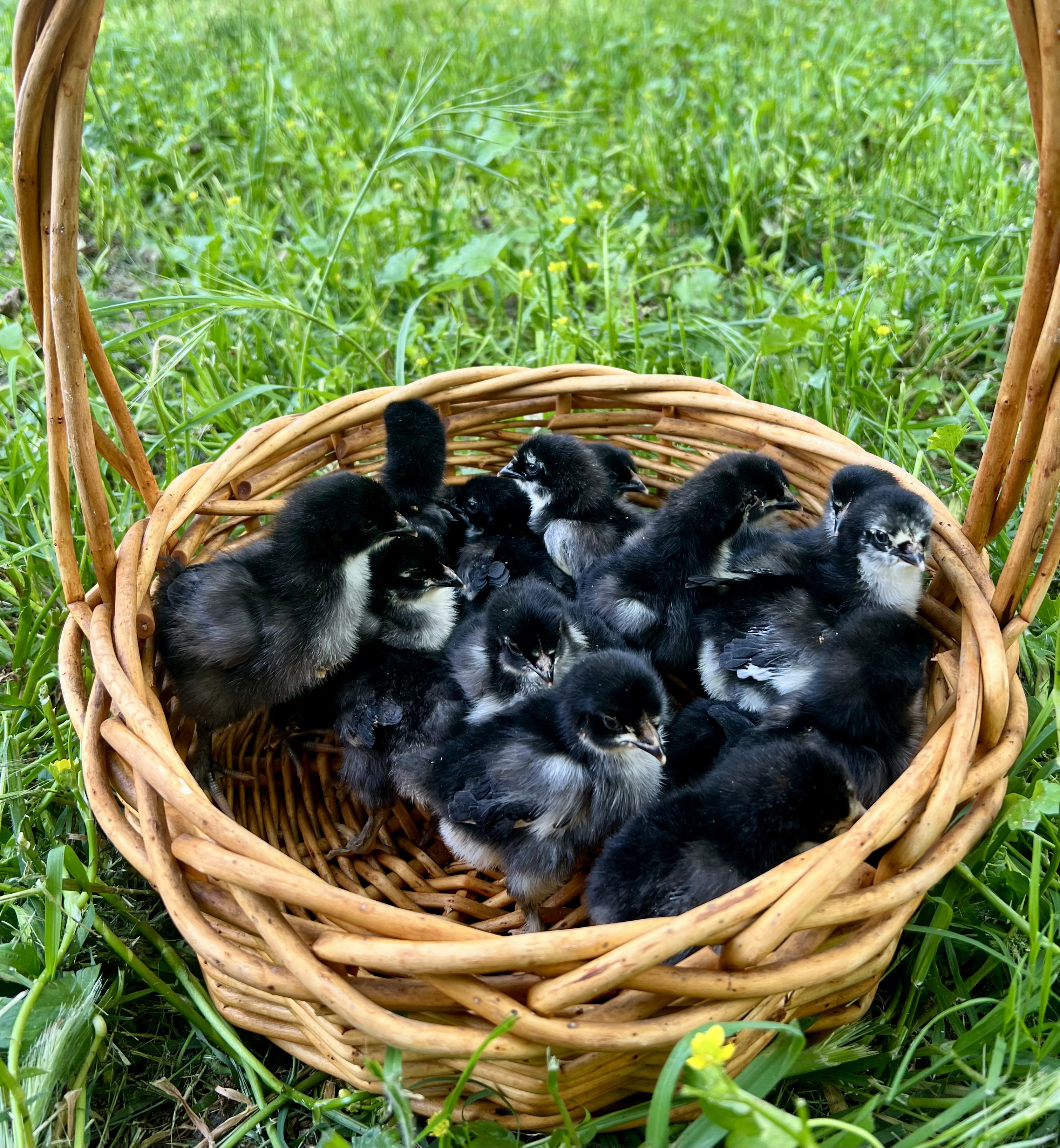 Black Copper Maran Chicks