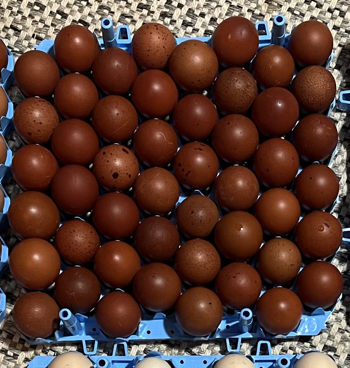 Black Copper Maran Hatching Eggs