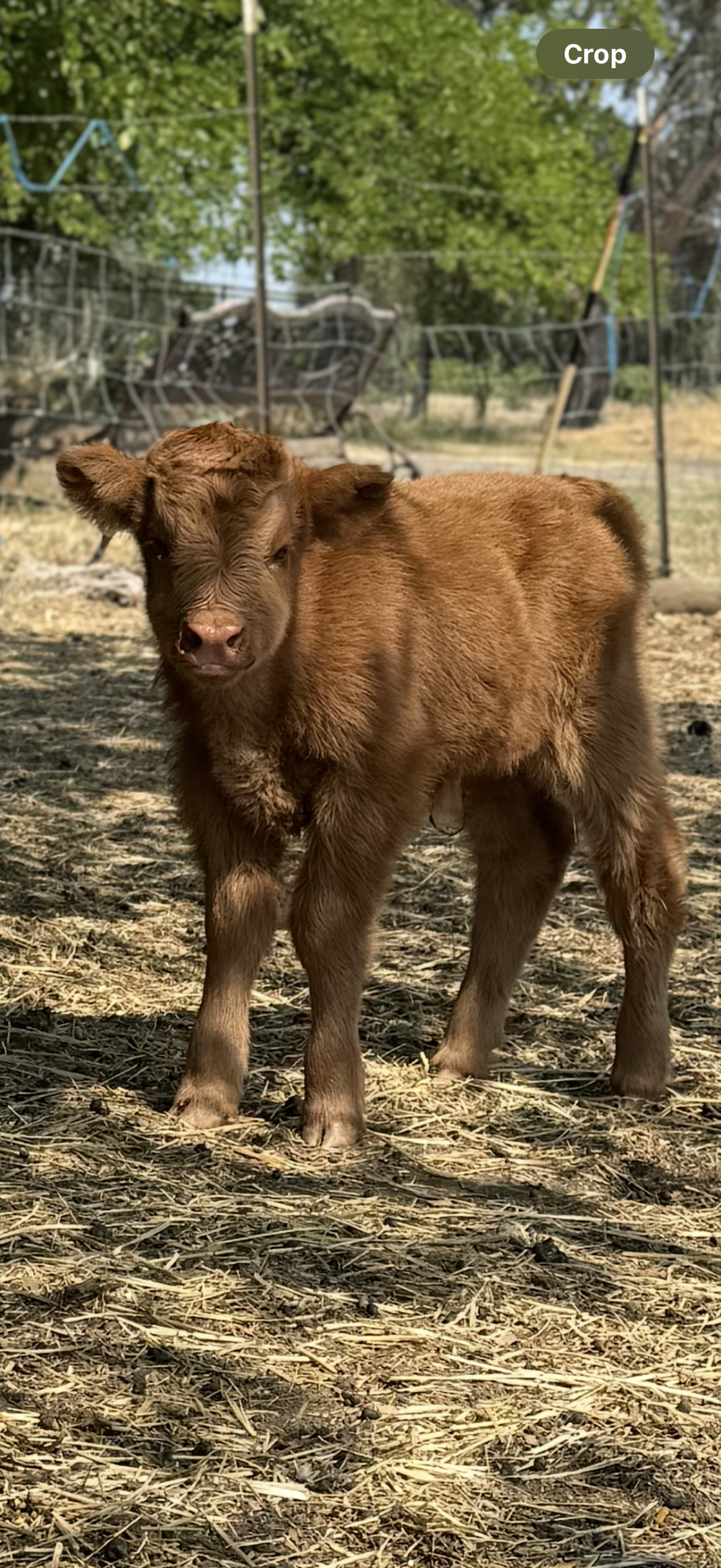 Scottish Highland Bull