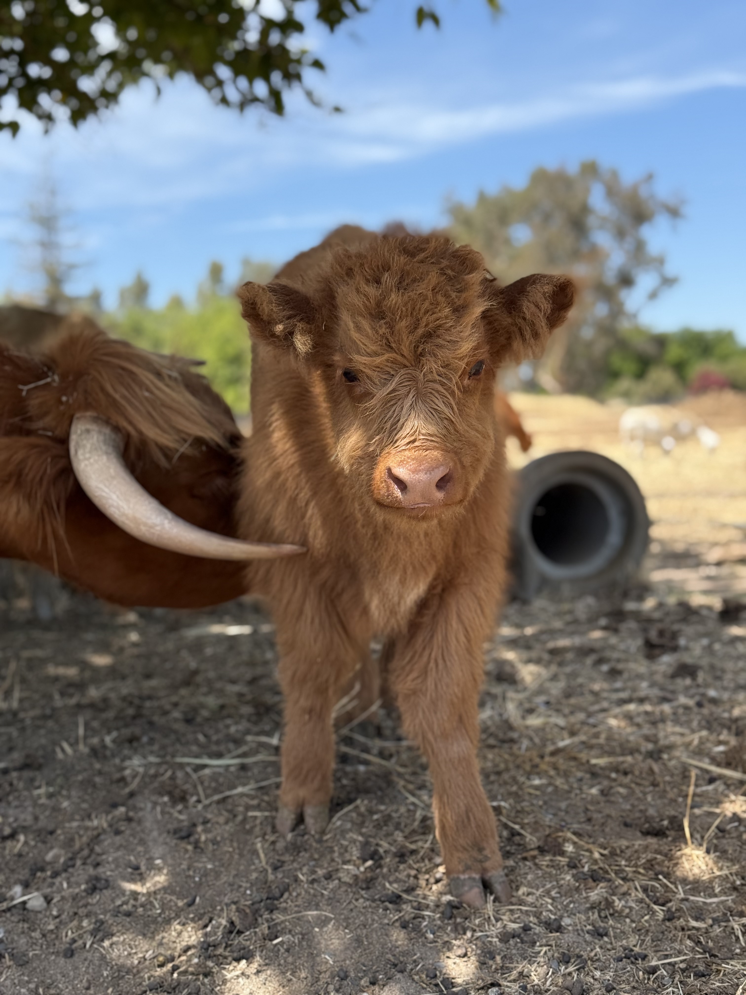 Scottish Highland Bull