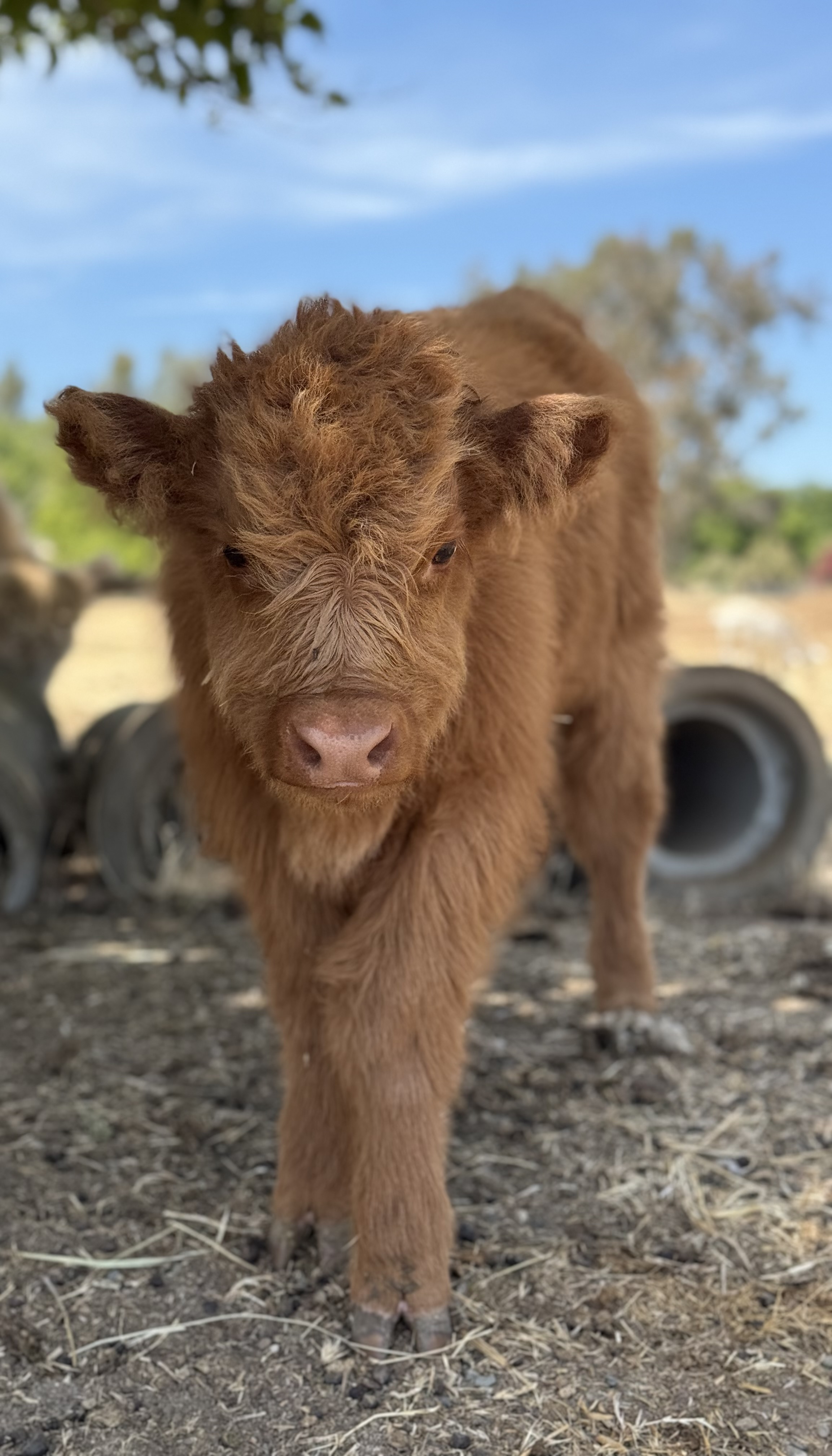Scottish Highland Bull