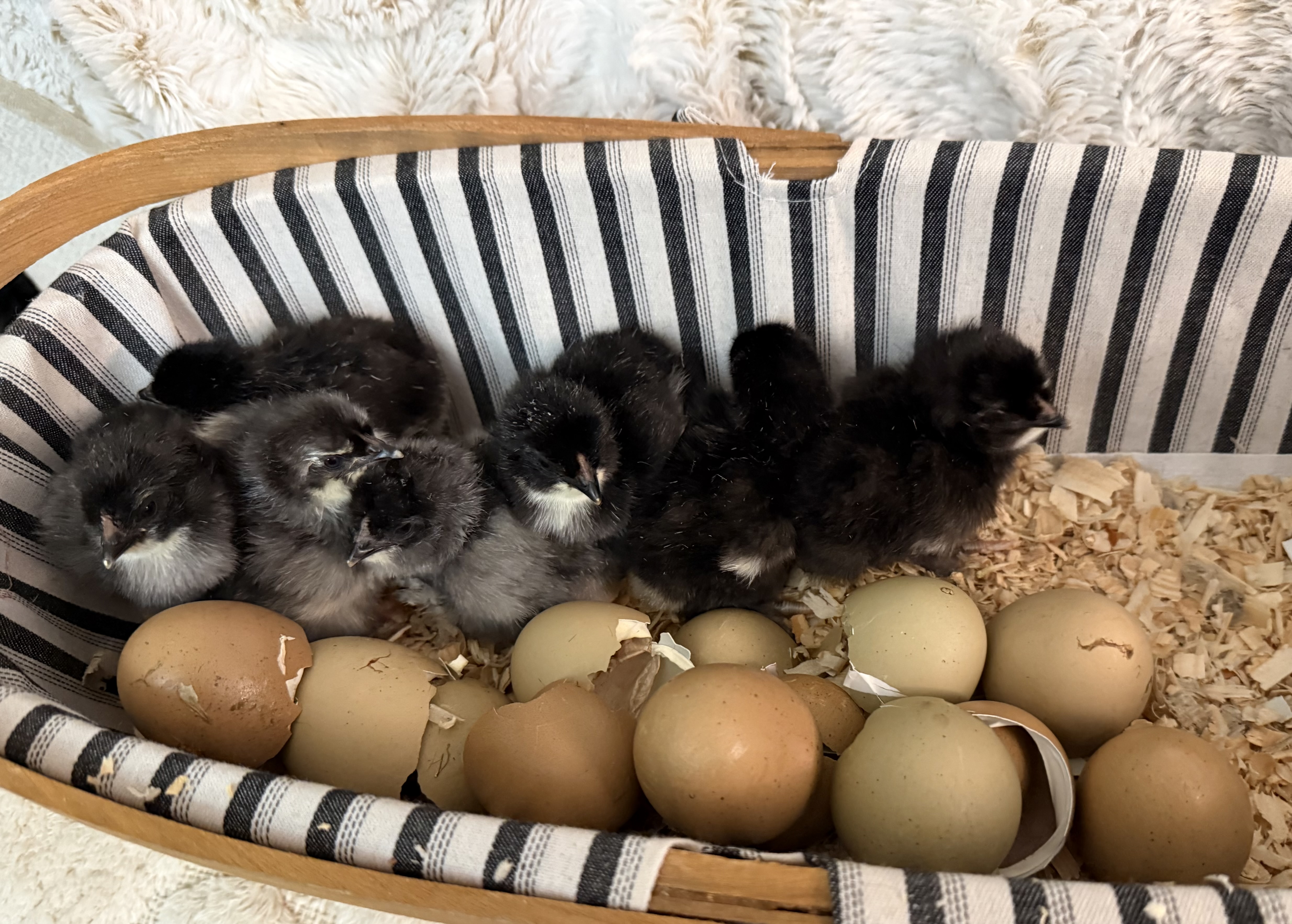 BC1 Olive Egger Chicks