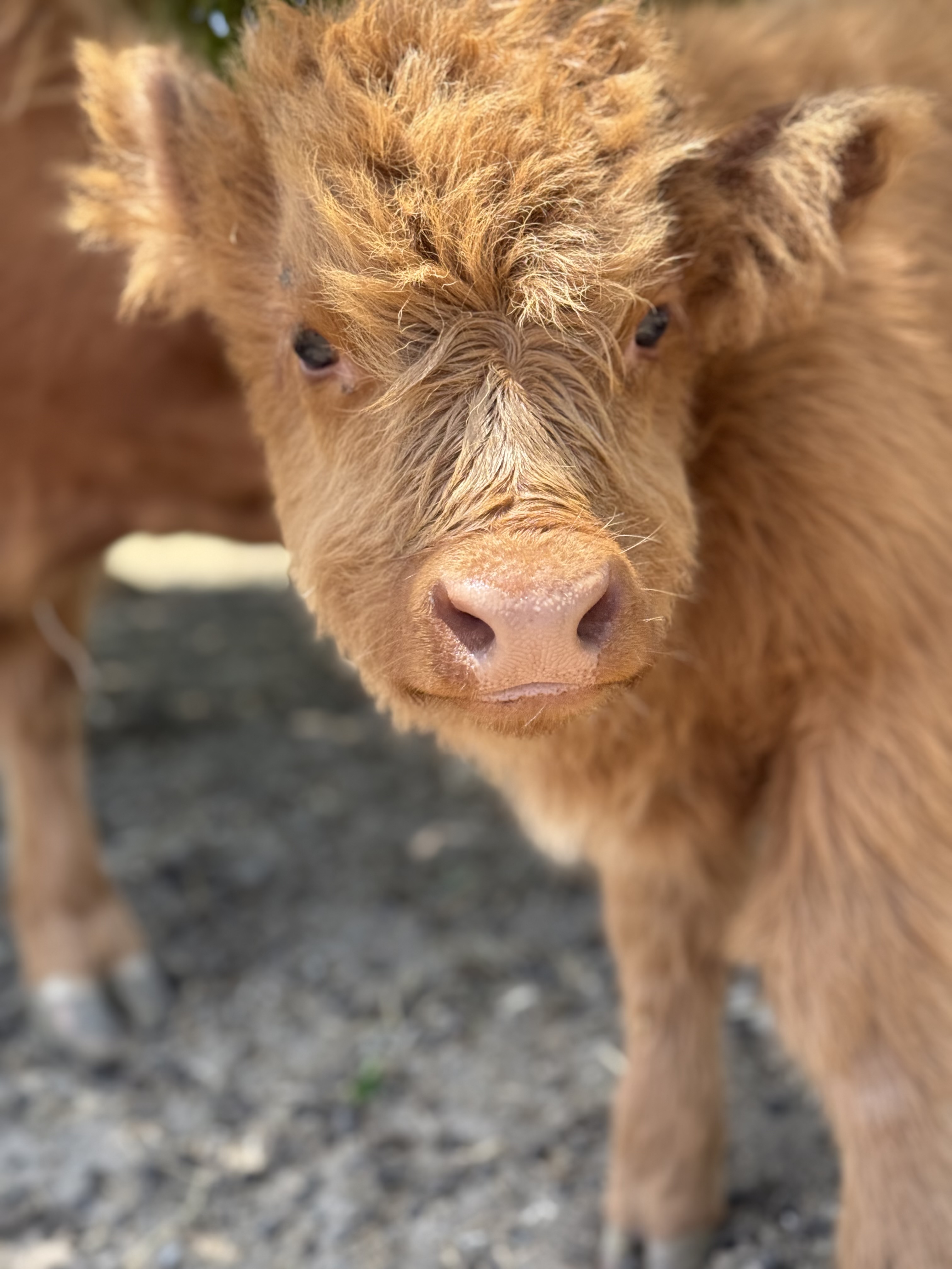 Scottish Highland Bull