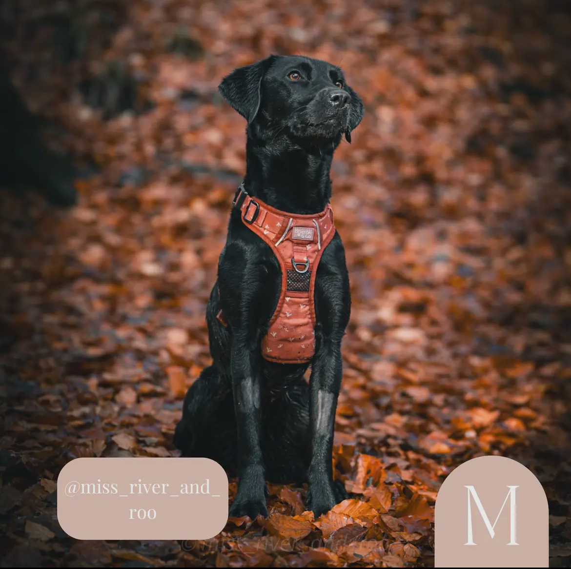 Bramble and Co Harness