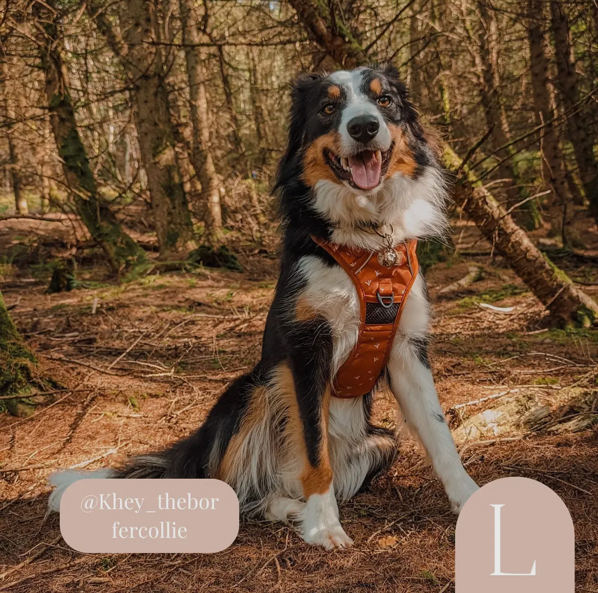 Bramble and Co Harness