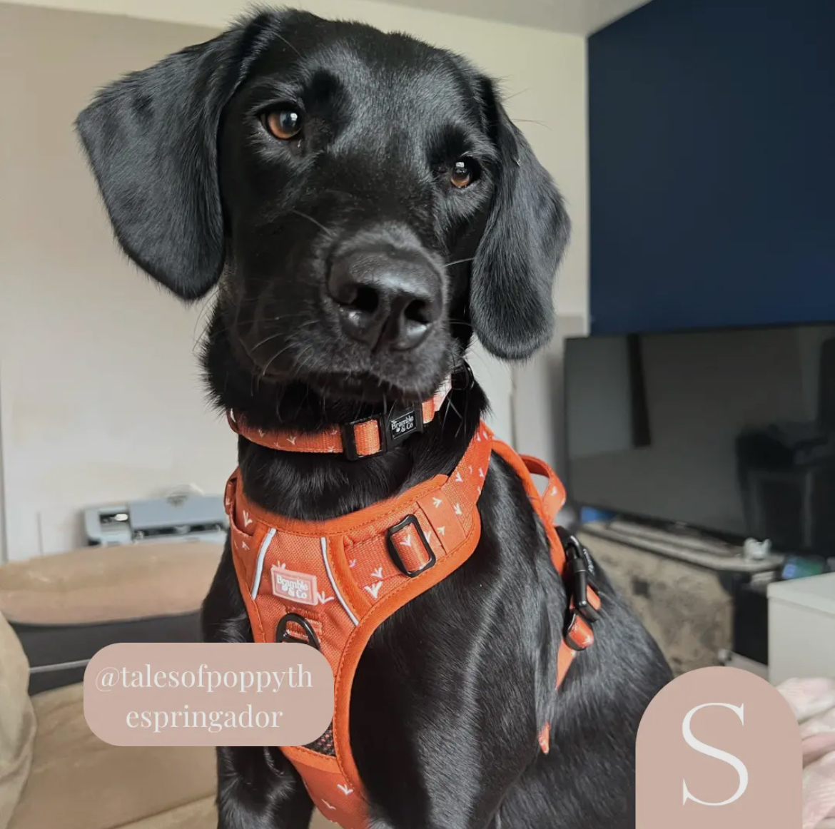 Bramble and Co Harness