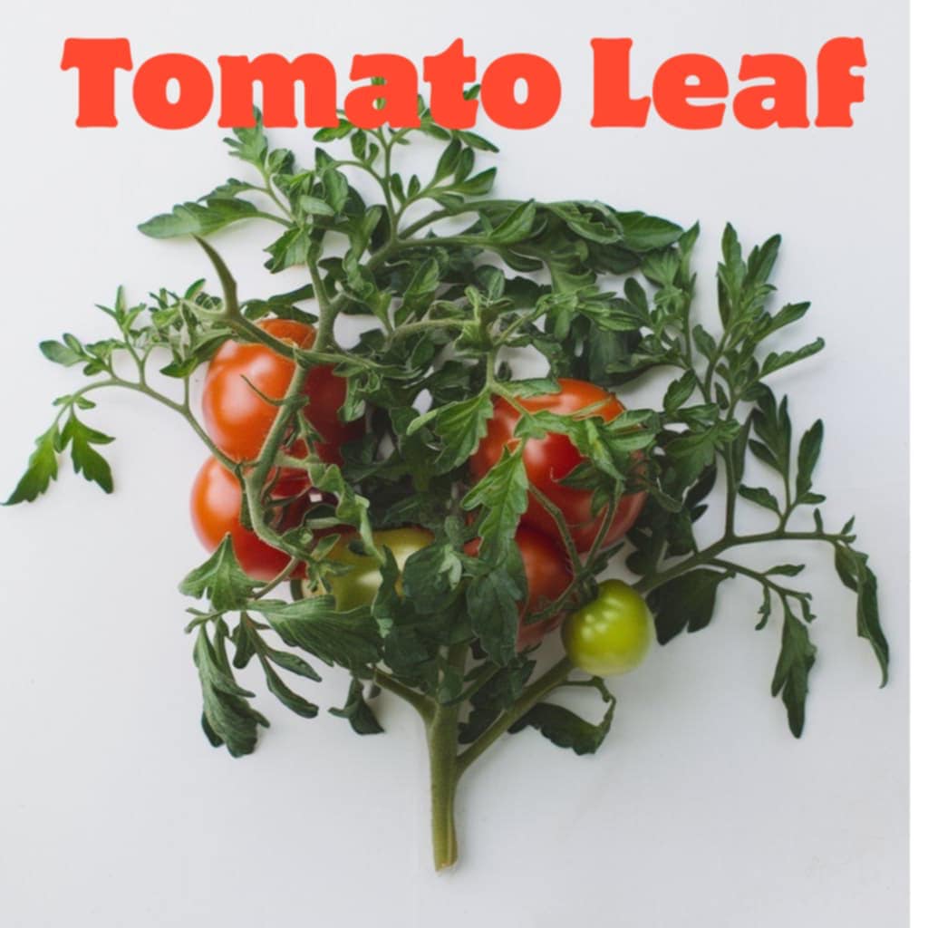 Tomato Leaf