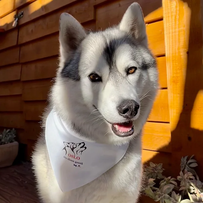Bandana personnalisé pour animaux