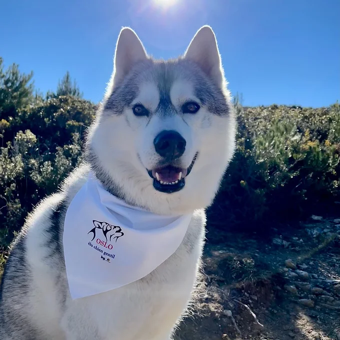 Bandana personnalisé pour animaux