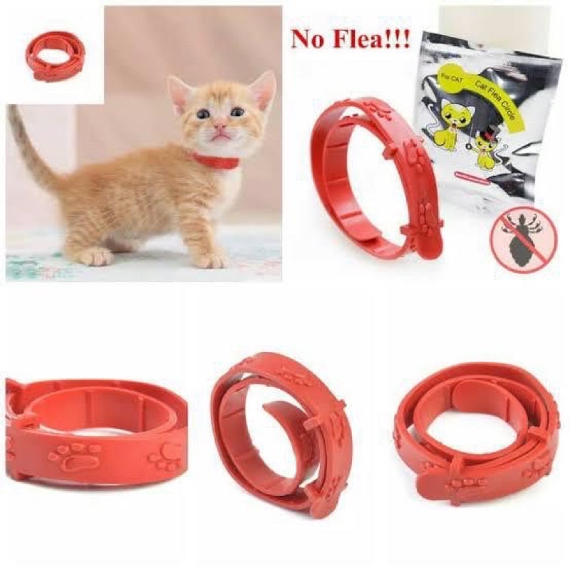 Cat Flea Circle
