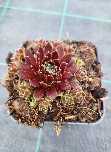 Sempervivum Icicle