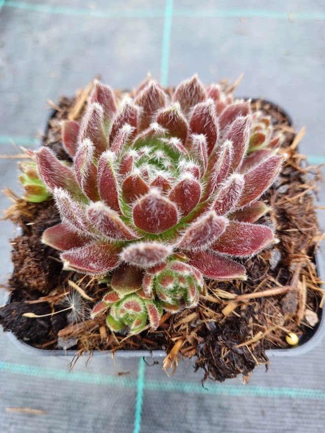 Sempervivum Hey Hey