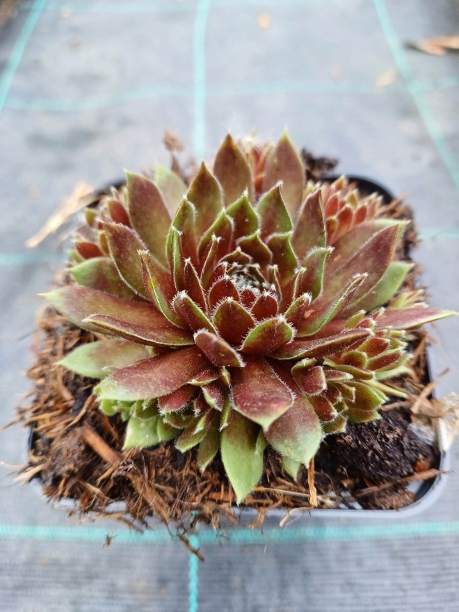 Sempervivum Gruard Larose