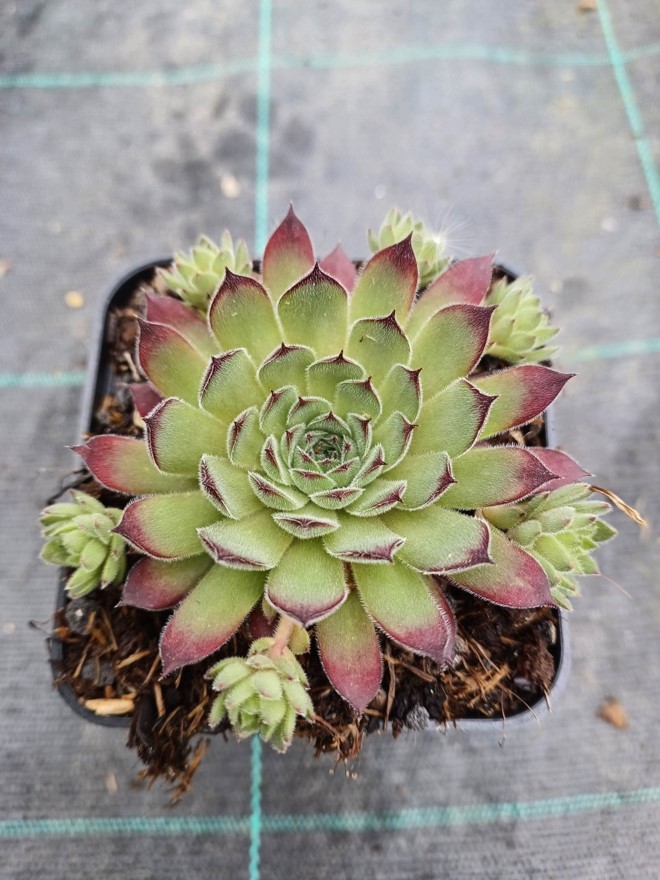 Sempervivum Faraon