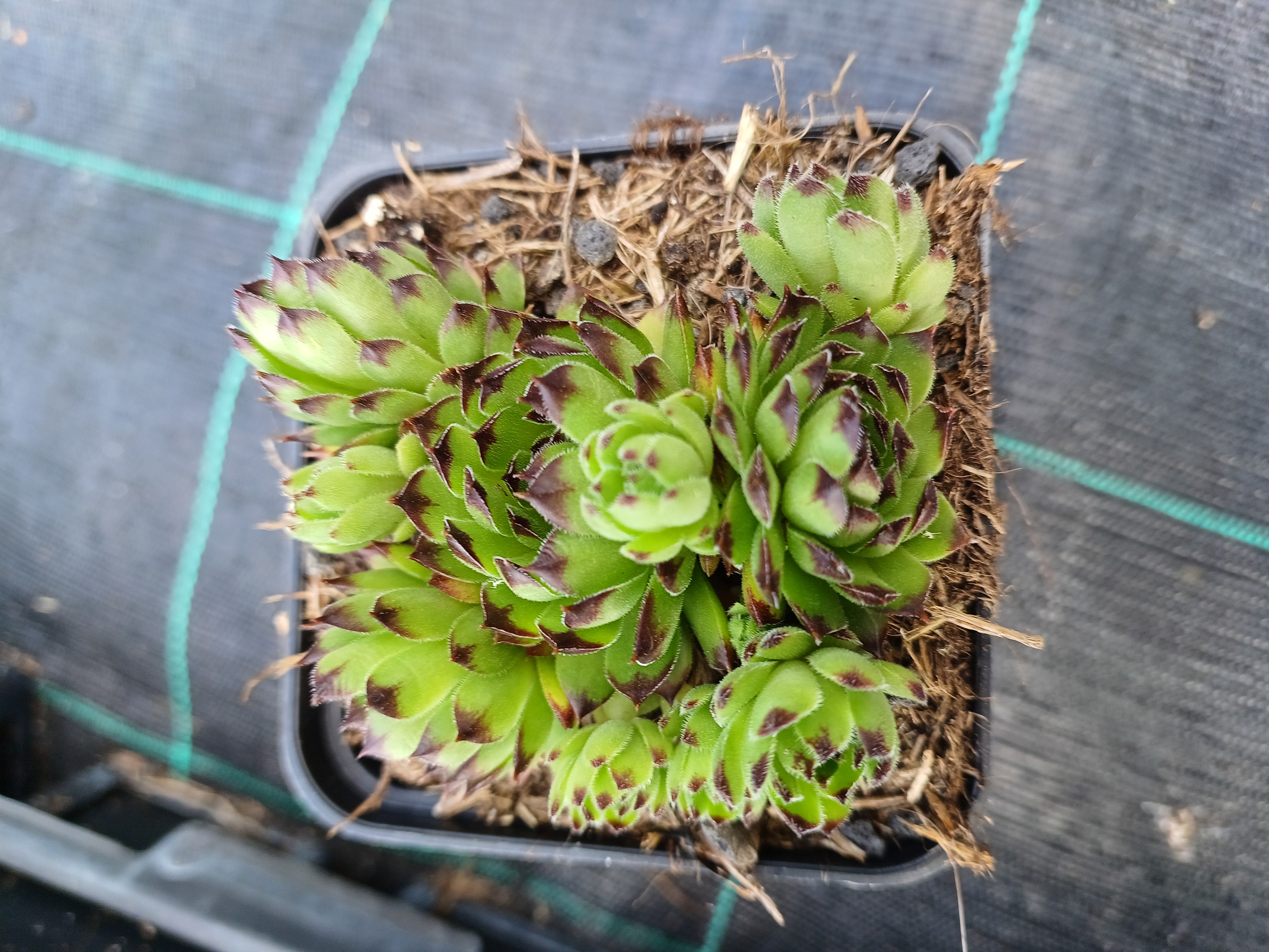 Sempervivum Rheinhard